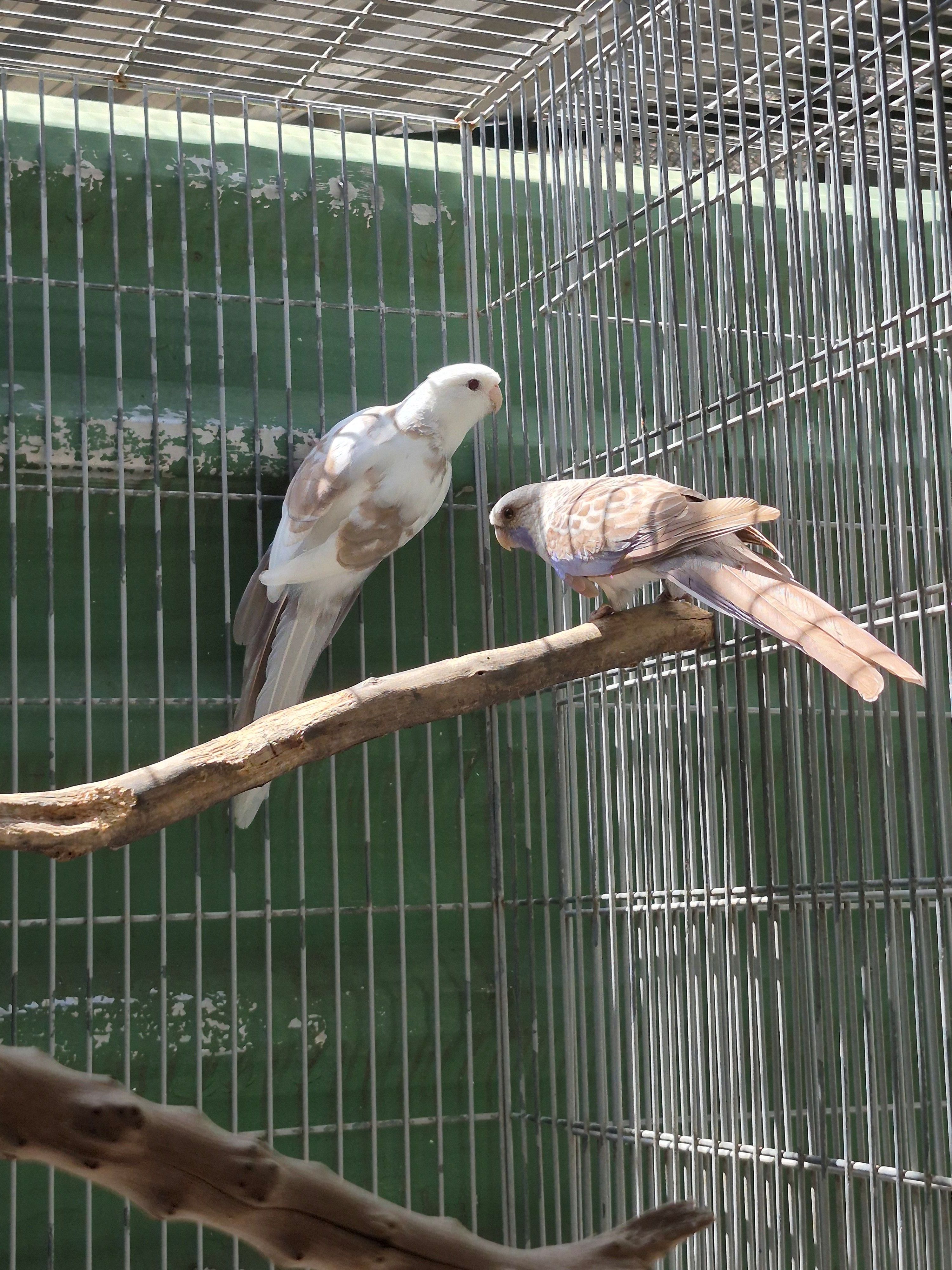 Casal Matriz Rosela Pennant