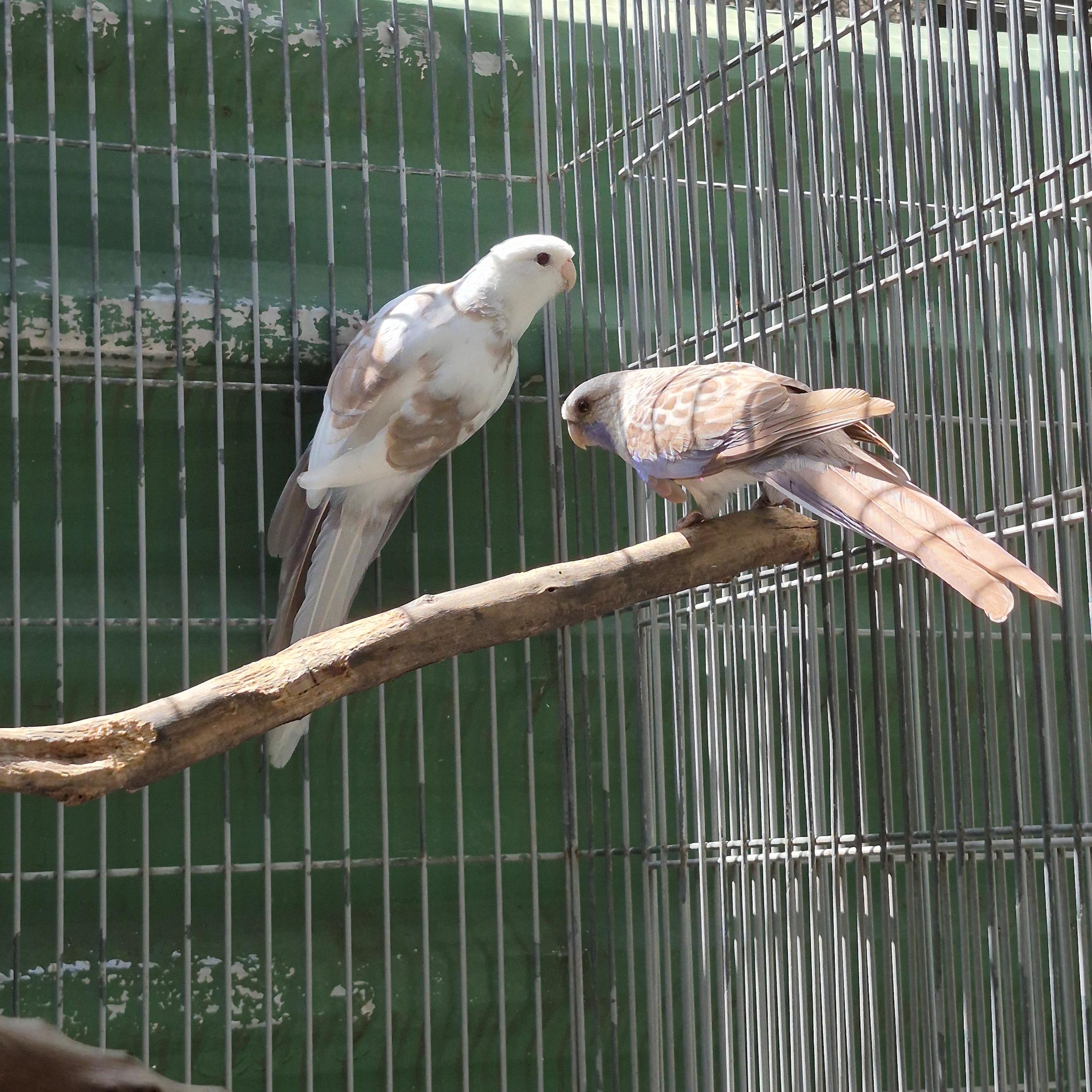 Thumbnail da imagem de Casal Rosela Pennant - 2