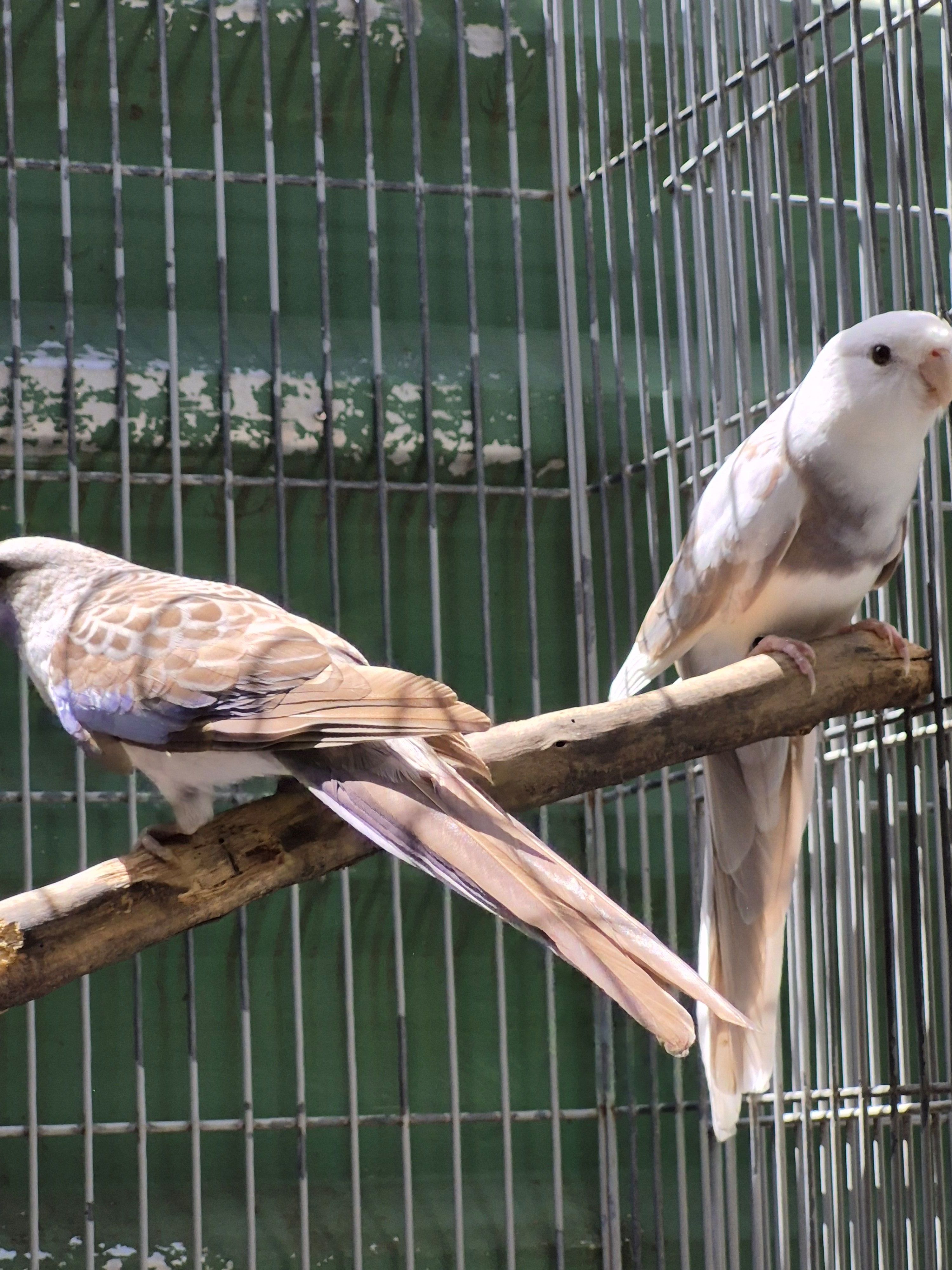 Casal Matriz Rosela Pennant