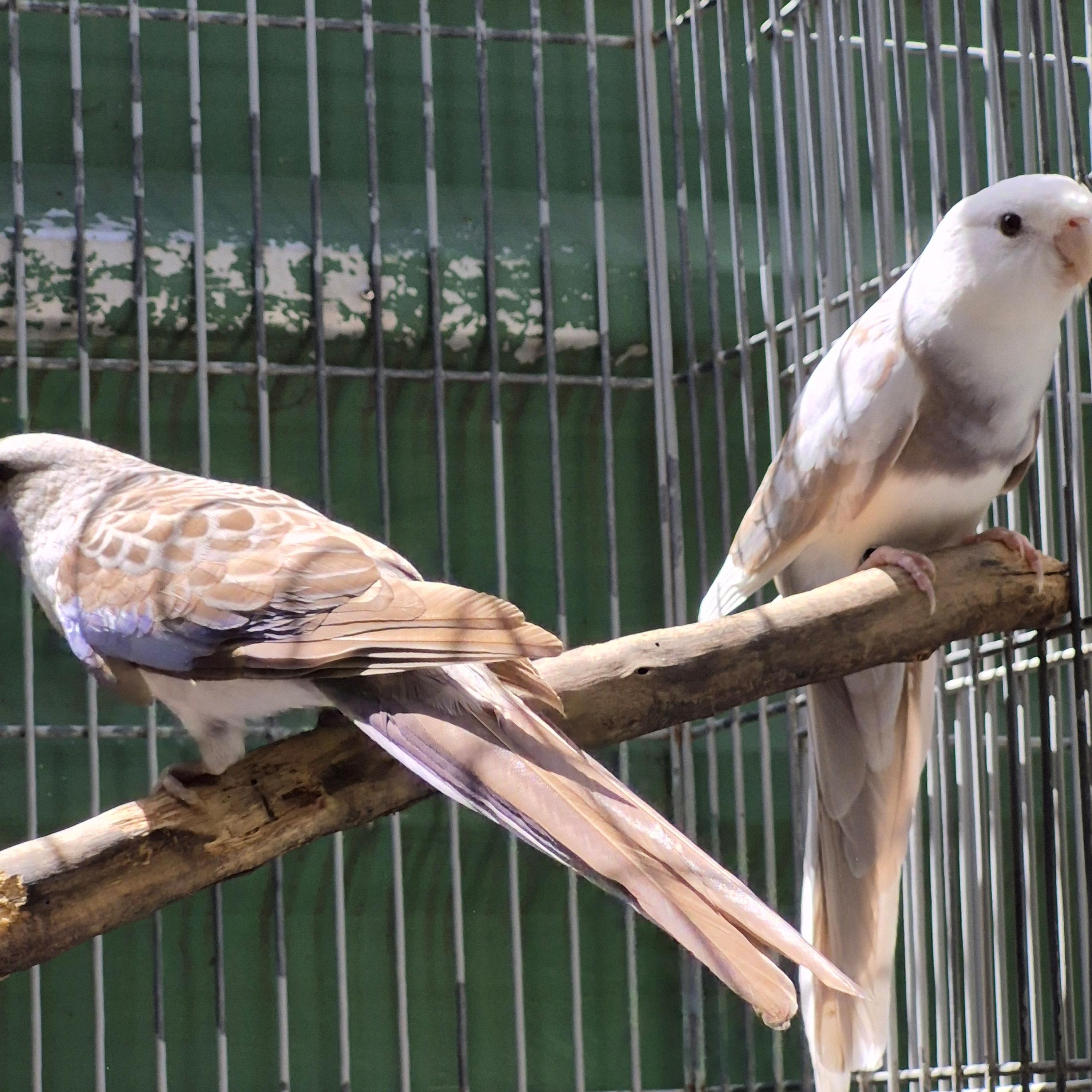 Thumbnail da imagem de Casal Rosela Pennant - 3