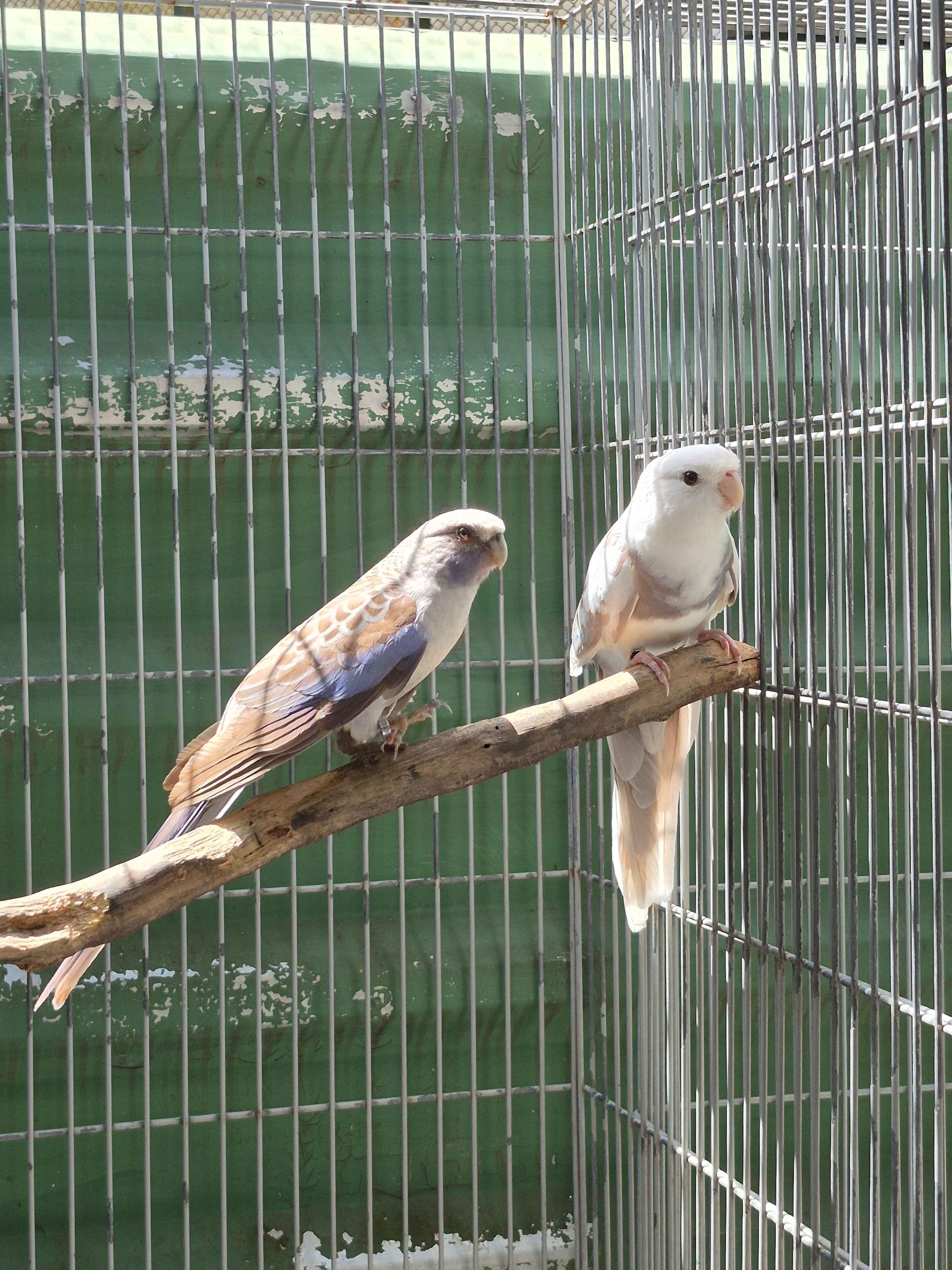 Casal Matriz Rosela Pennant