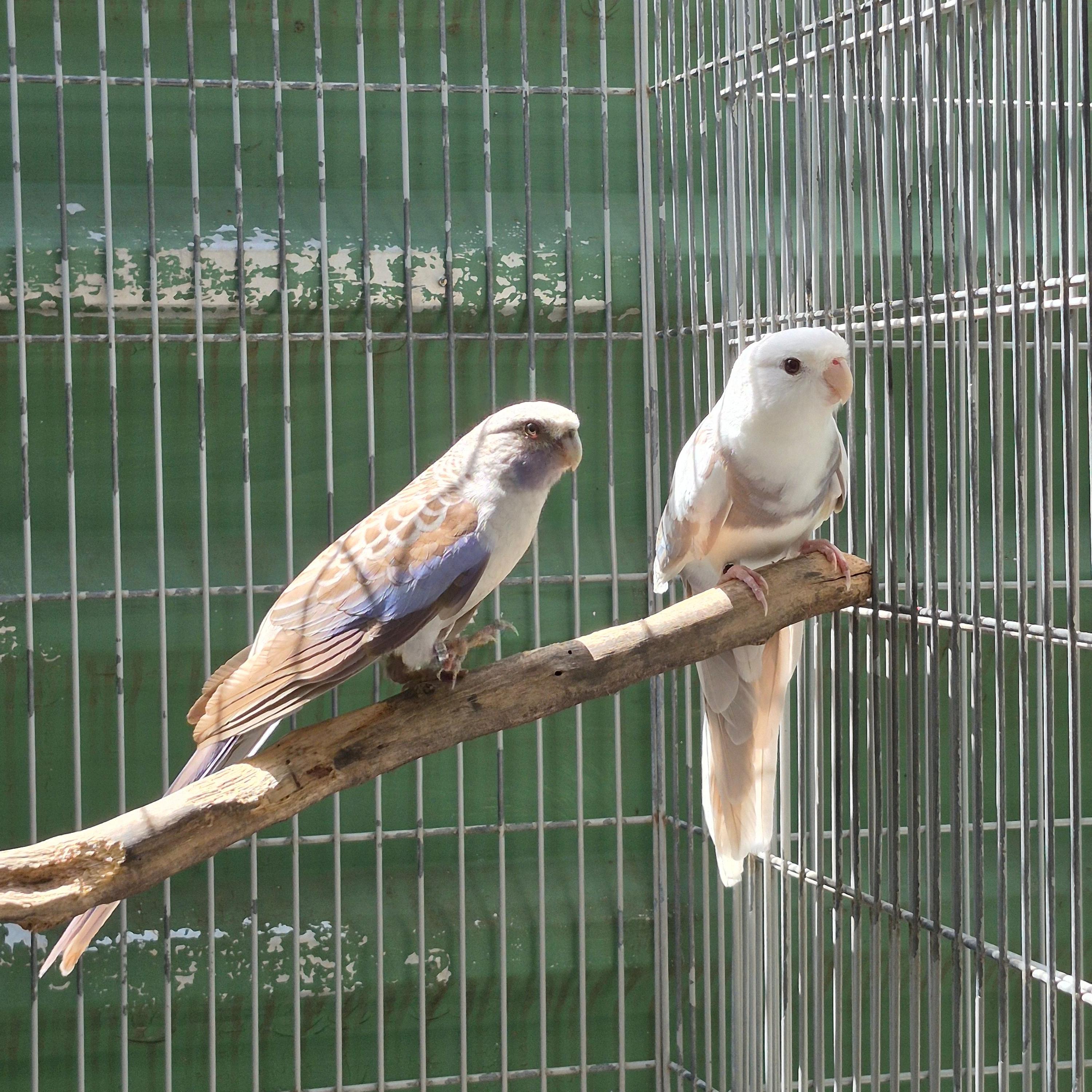 Imagem de Casal Rosela Pennant - 4