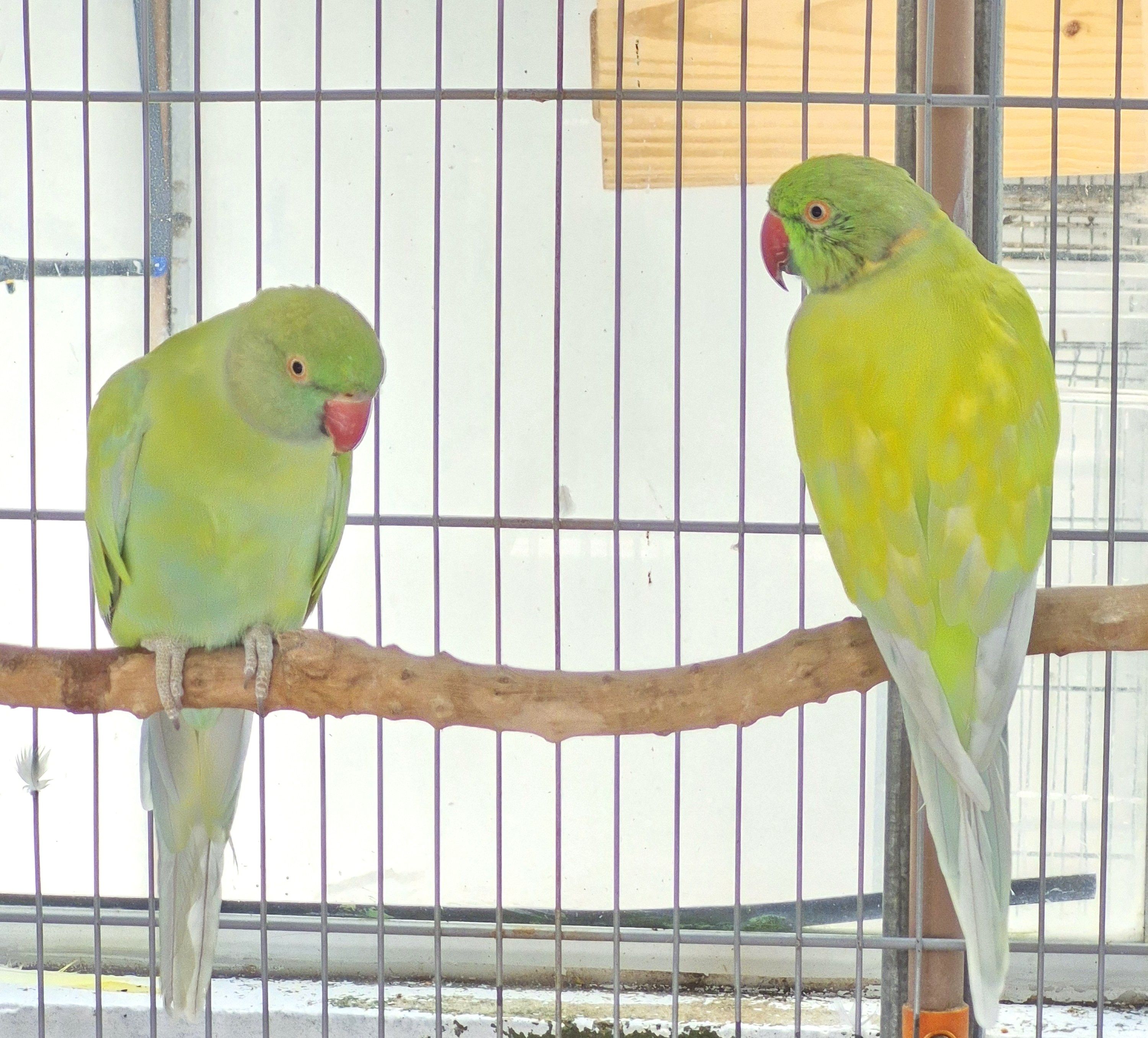 Casal Dominante Turquesa