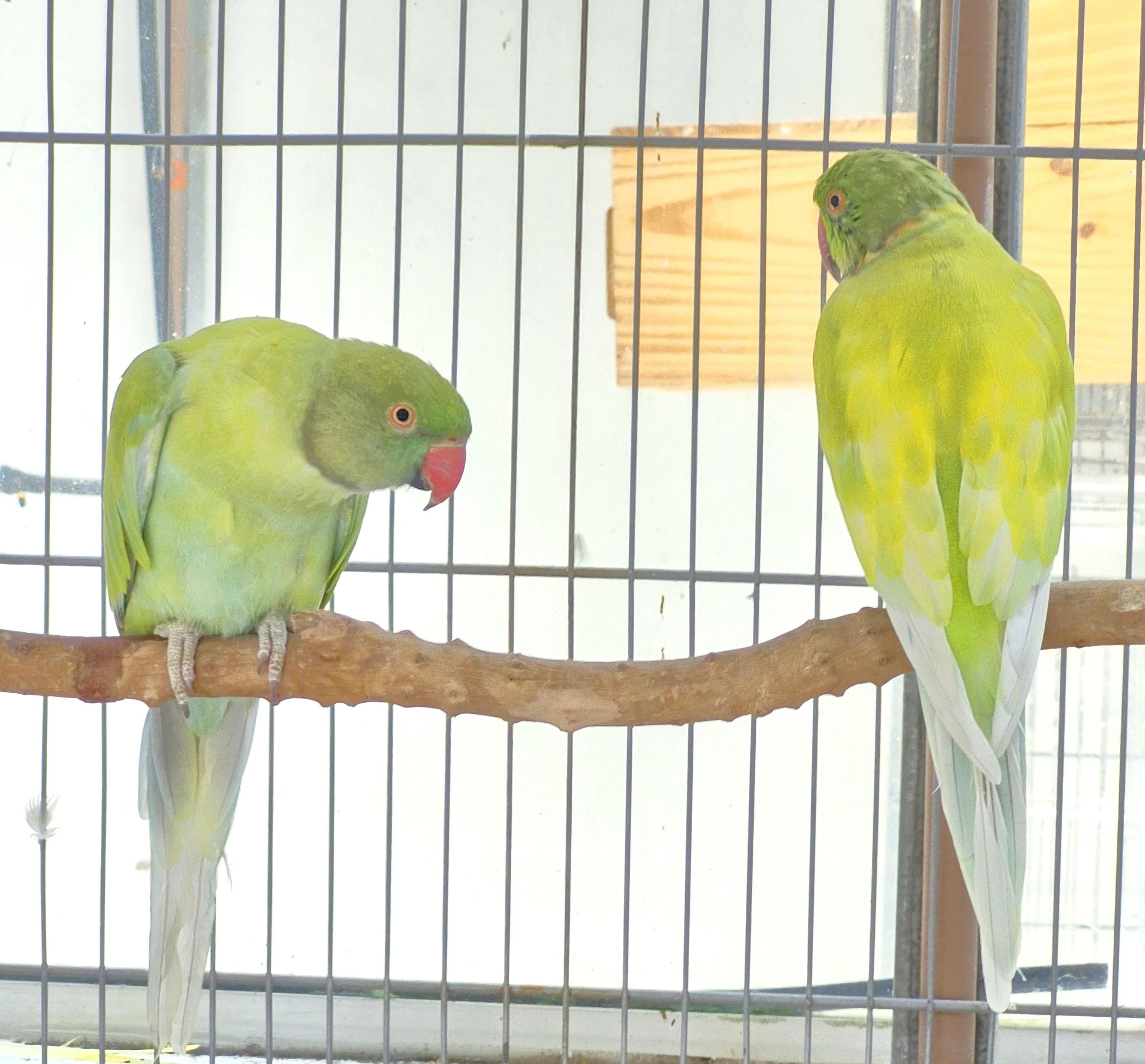 Thumbnail da imagem de Casal Ring Neck - 1