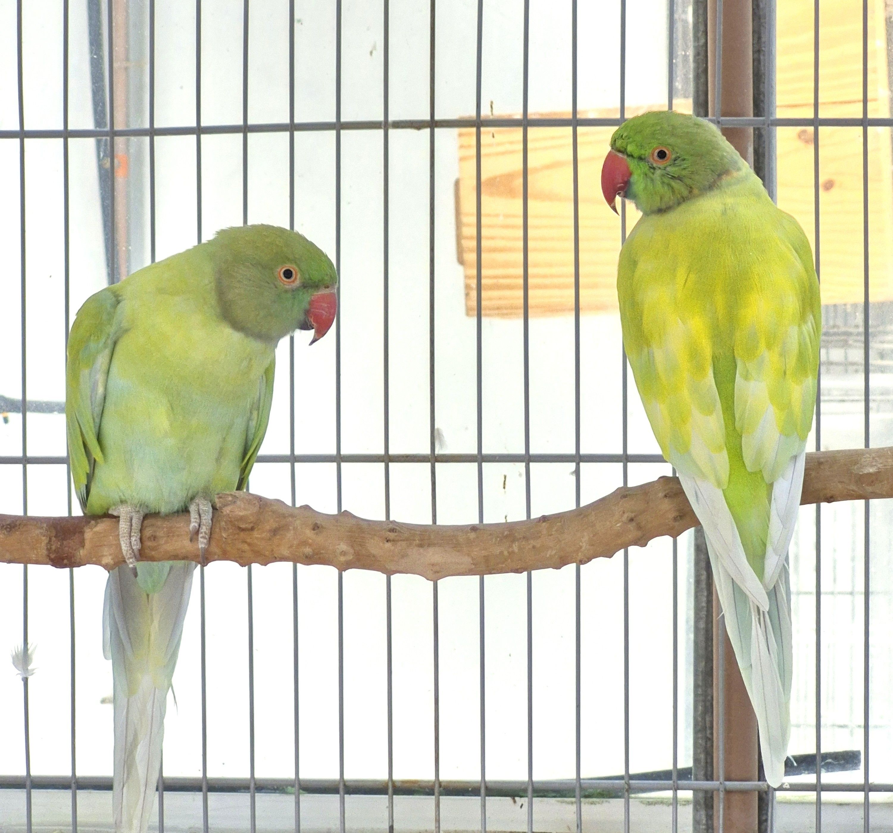 Casal Dominante Turquesa