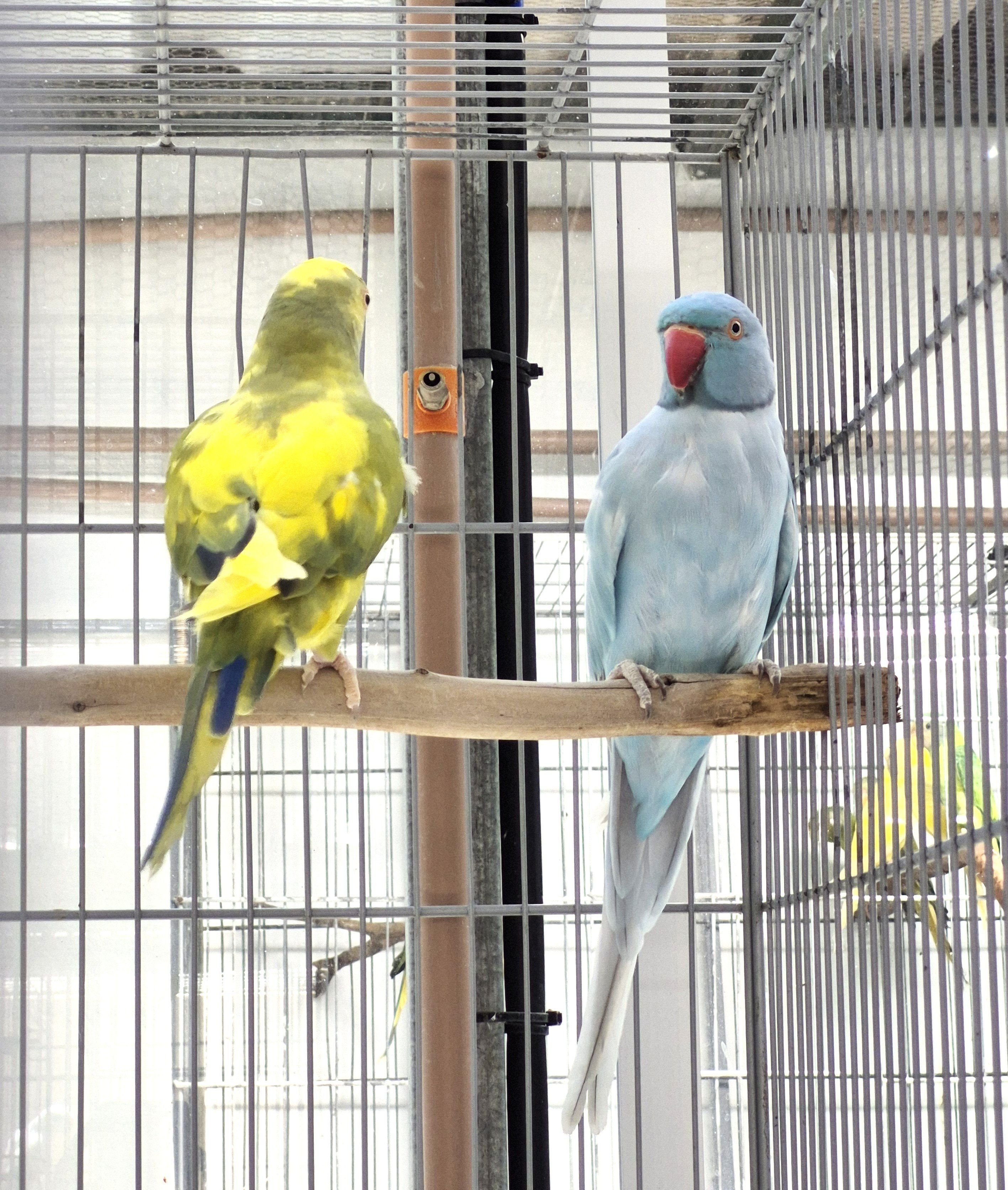 Imagem de Casal Ring Neck - 0