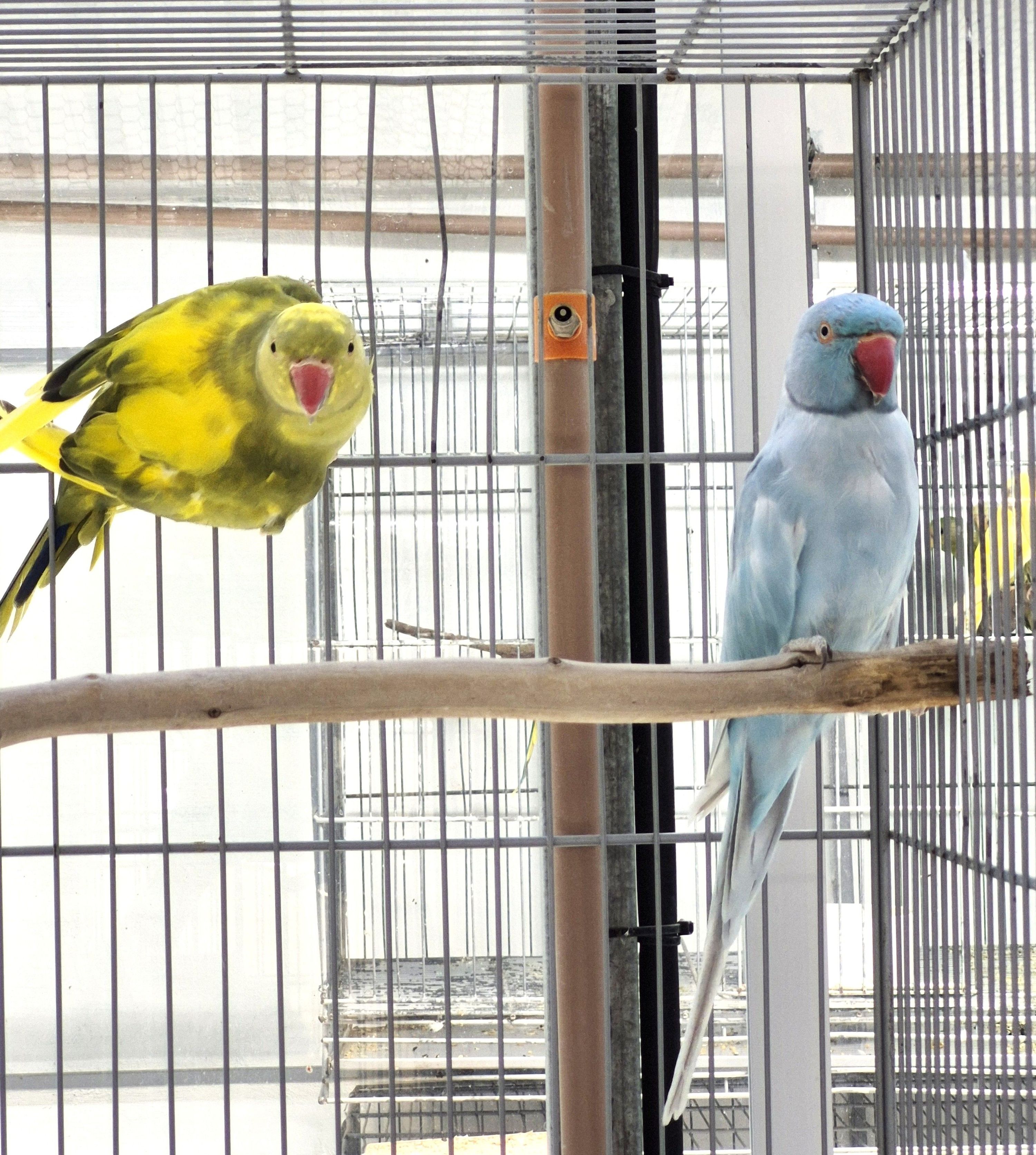 Imagem de Casal Ring Neck - 1