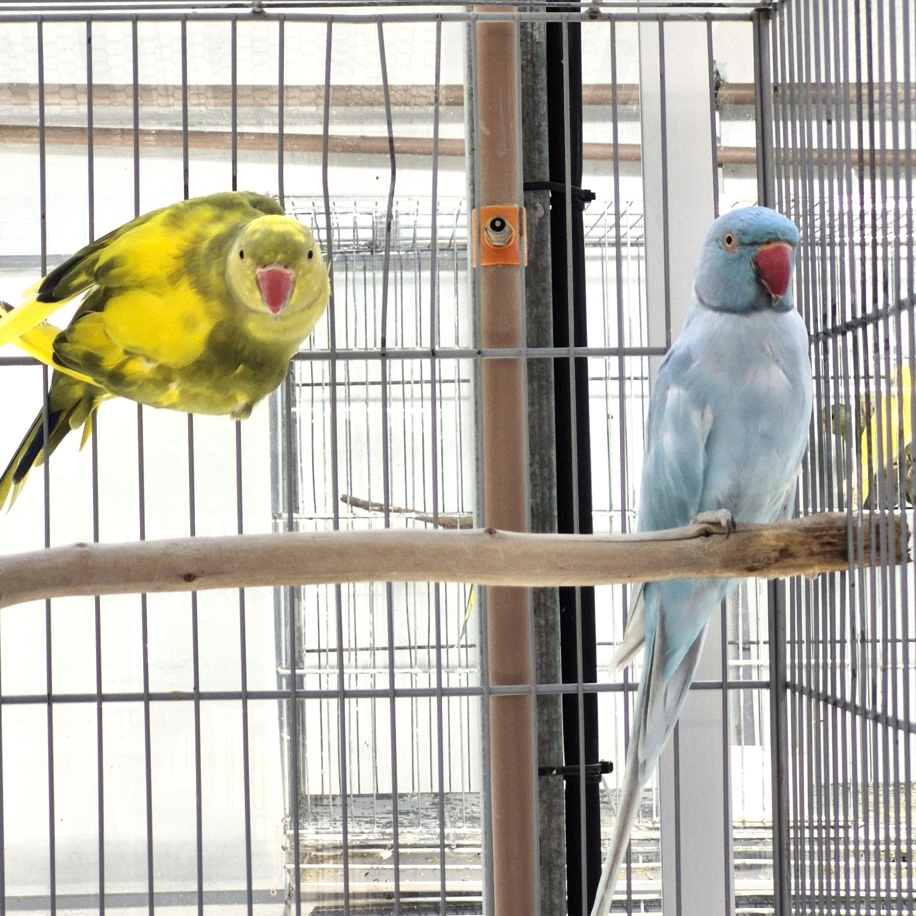 Thumbnail da imagem de Casal Ring Neck - 1