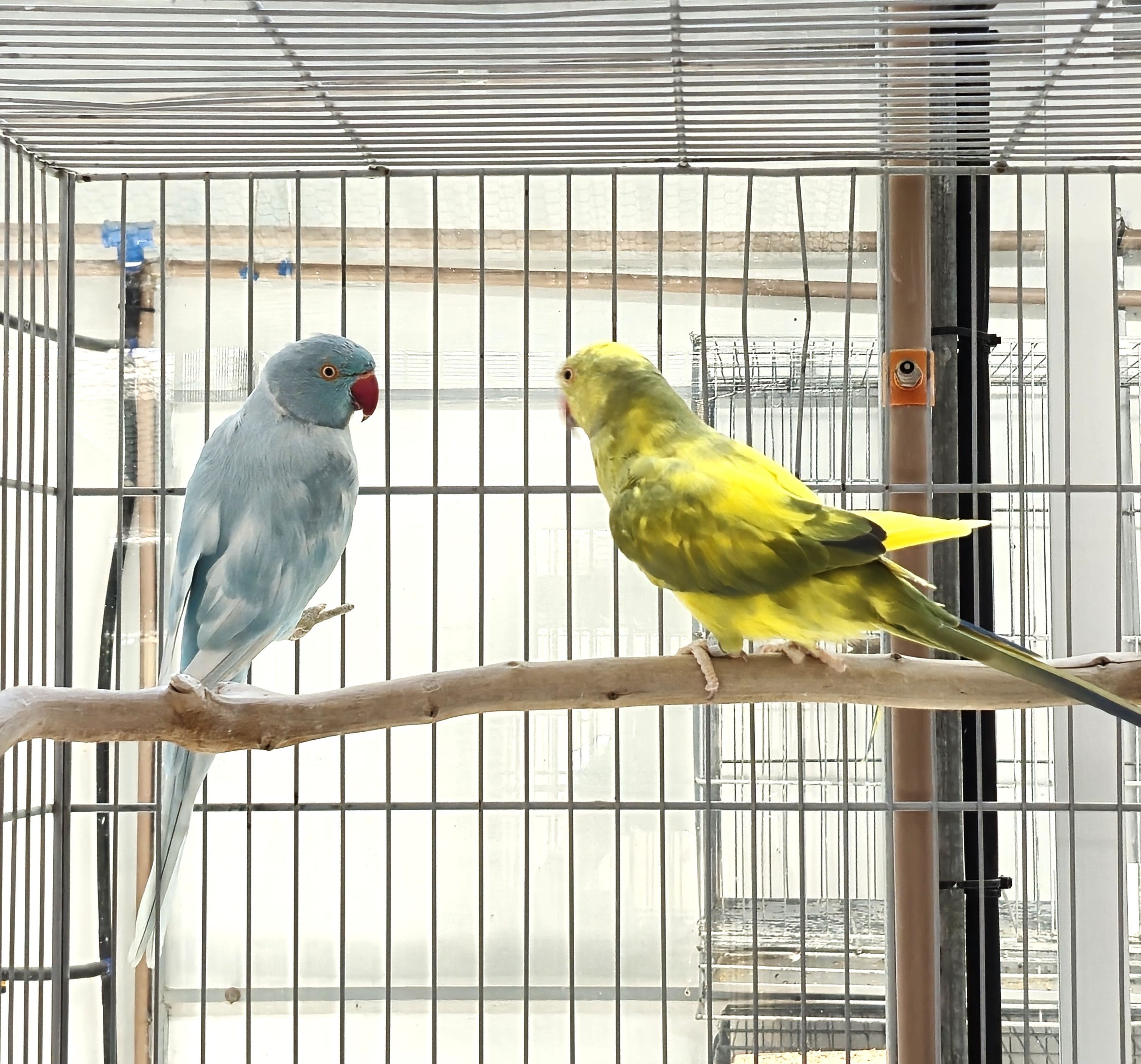 Imagem de Casal Ring Neck - 2