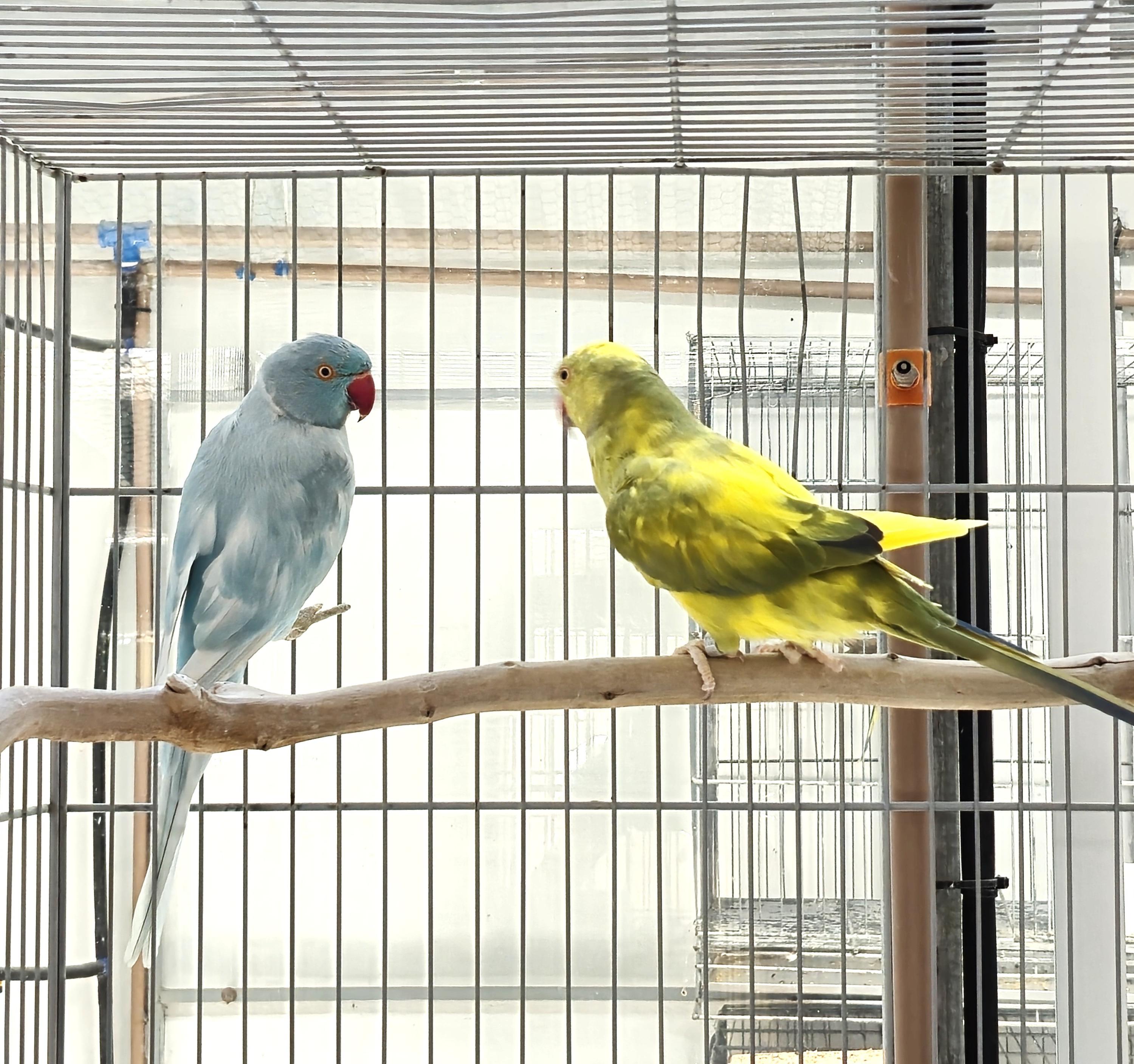 Imagem de Casal Ring Neck - 2