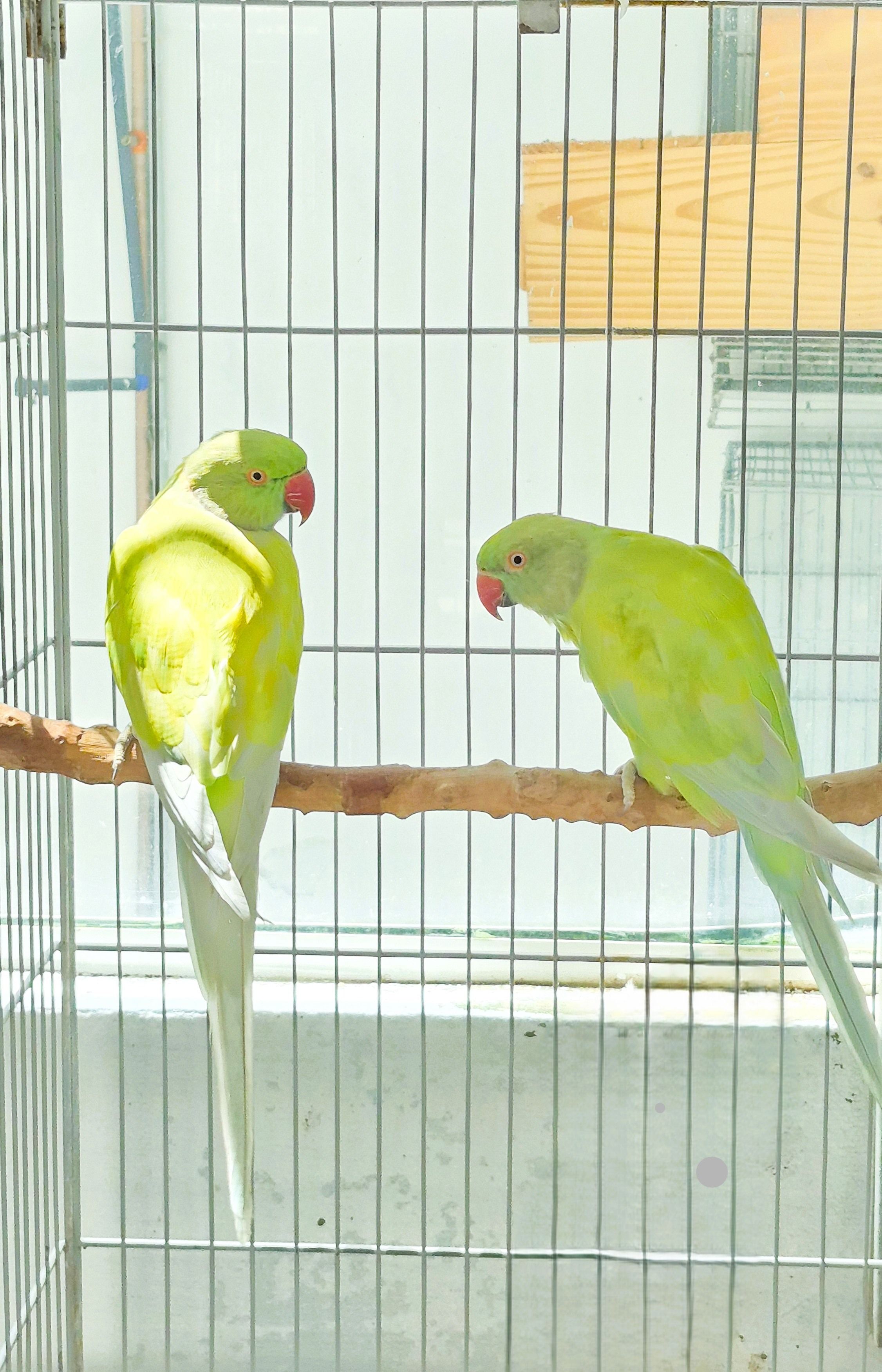 Casal Dominante Turquesa