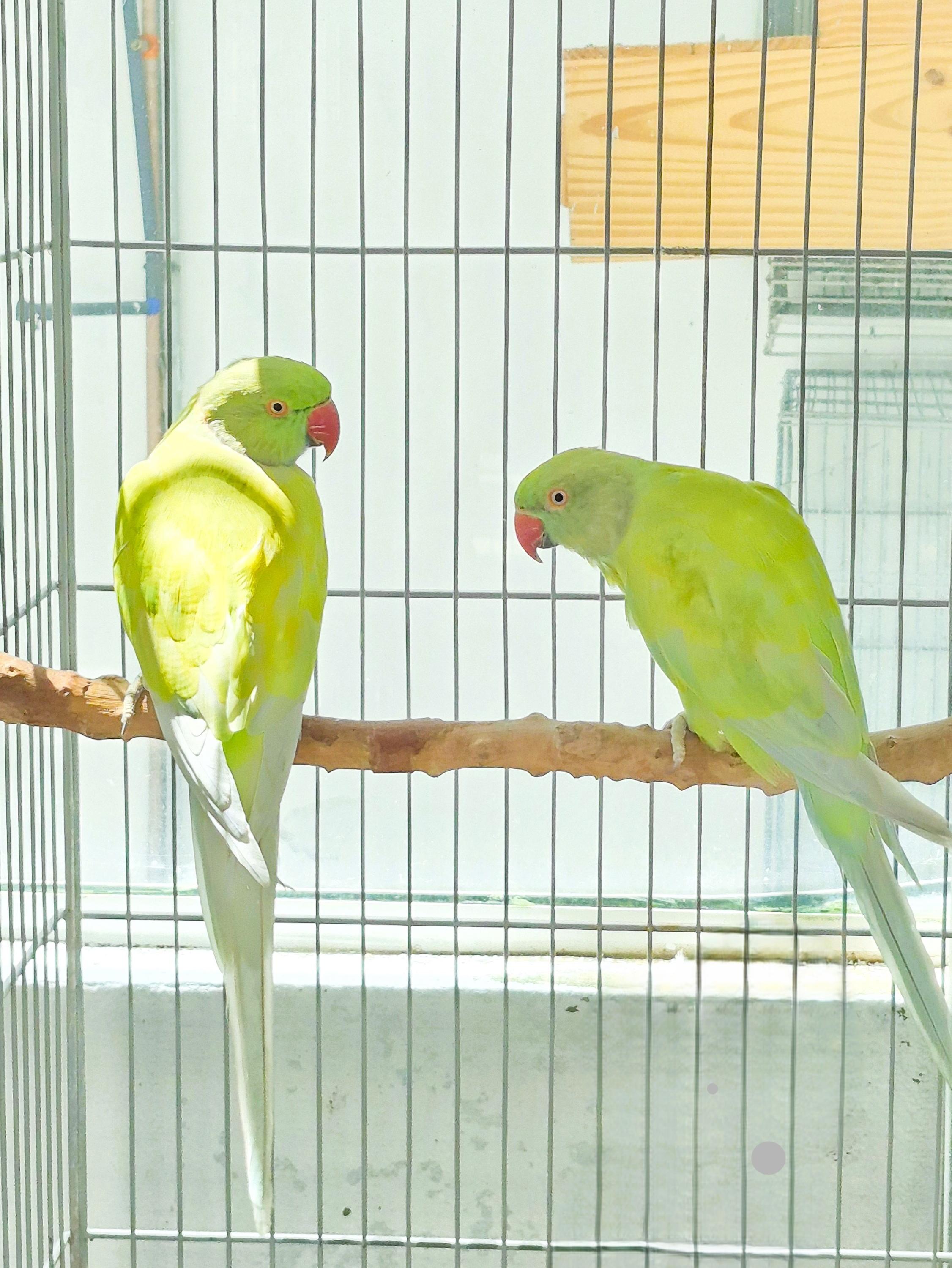 Casal Dominante Turquesa