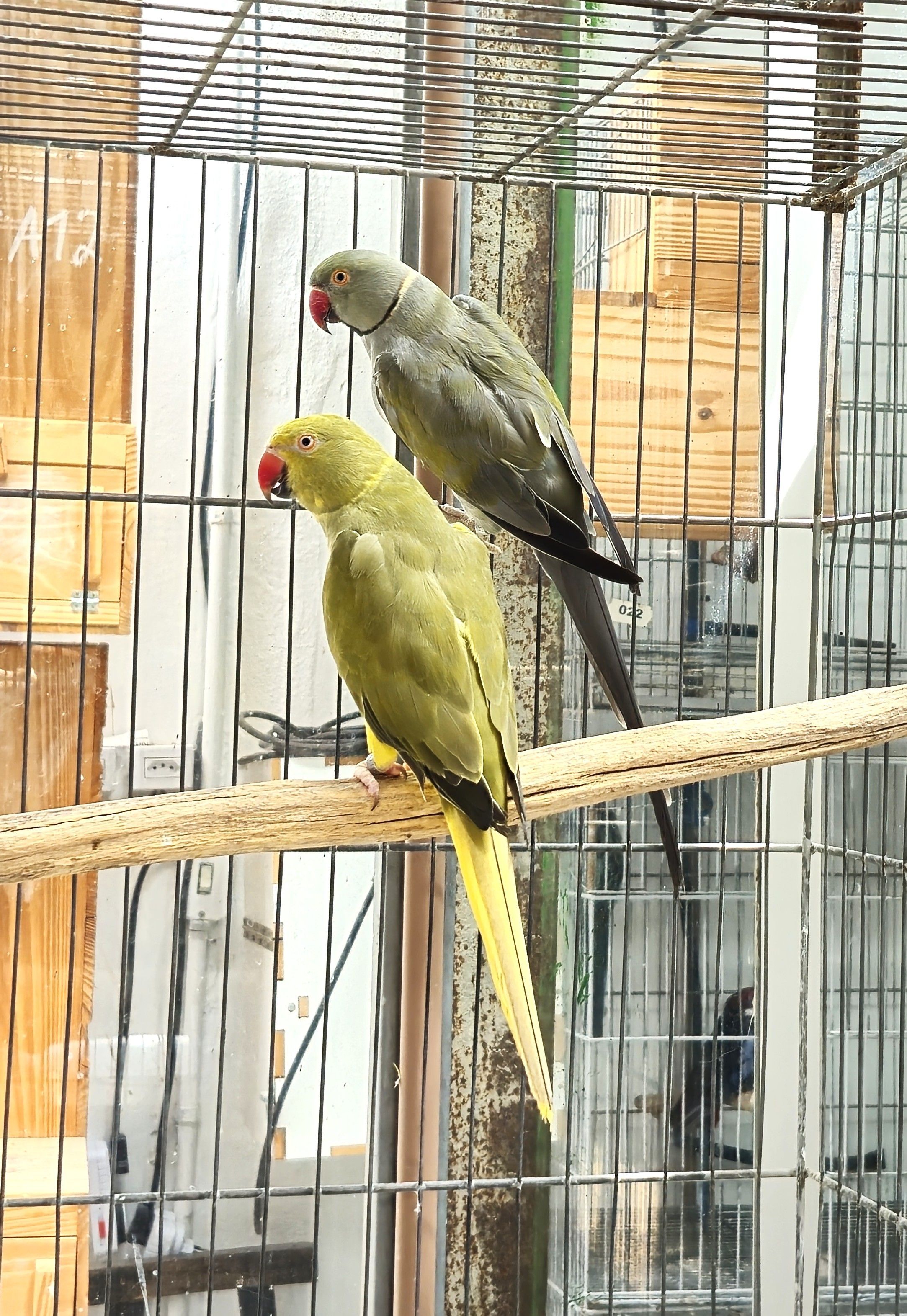 Imagem de Casal Ring Neck - 0