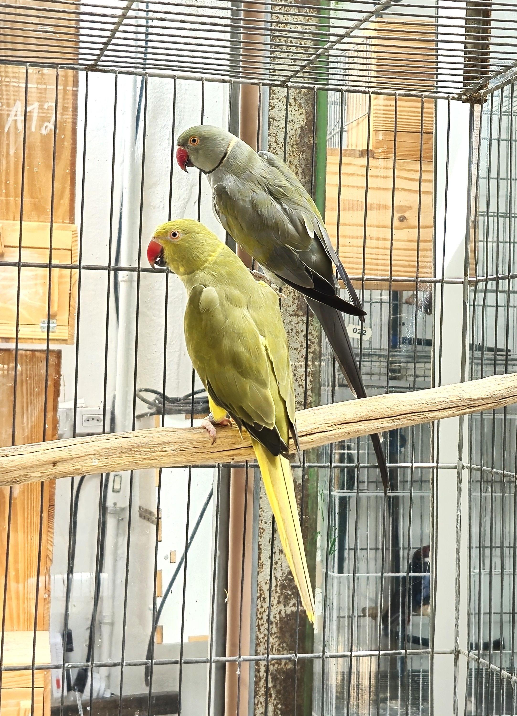 Thumbnail da imagem de Casal Ring Neck - 0