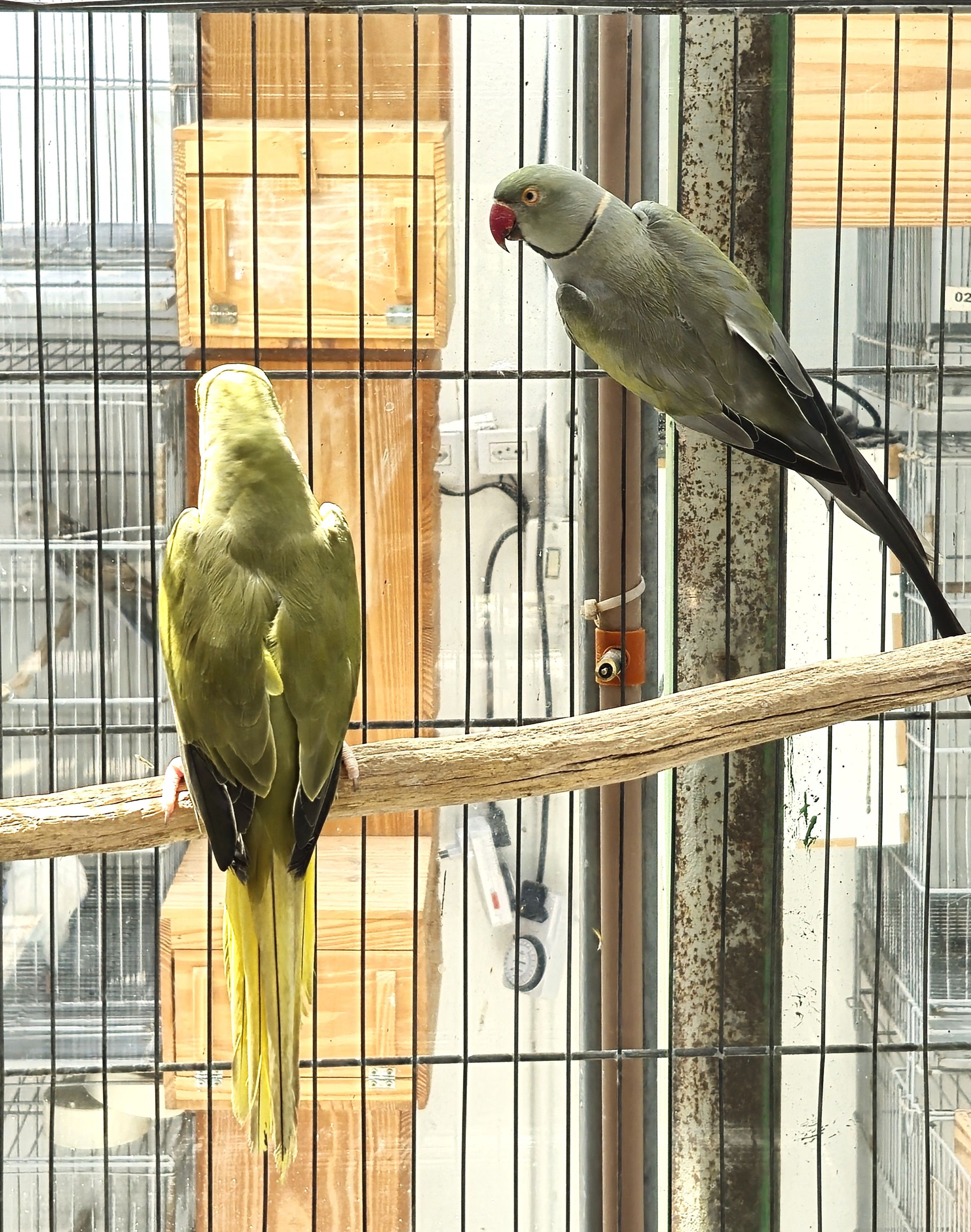 Imagem de Casal Ring Neck - 1