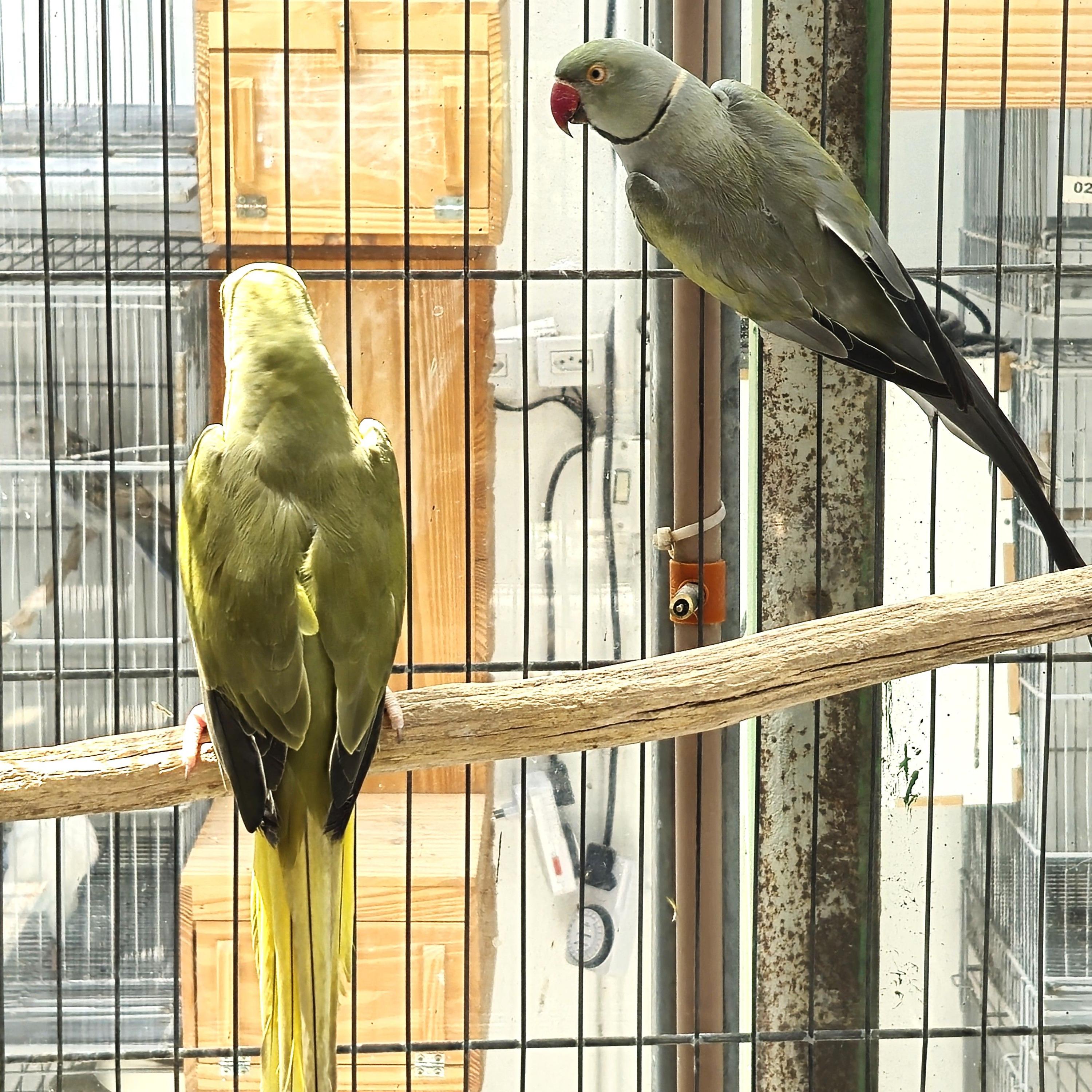 Thumbnail da imagem de Casal Ring Neck - 1