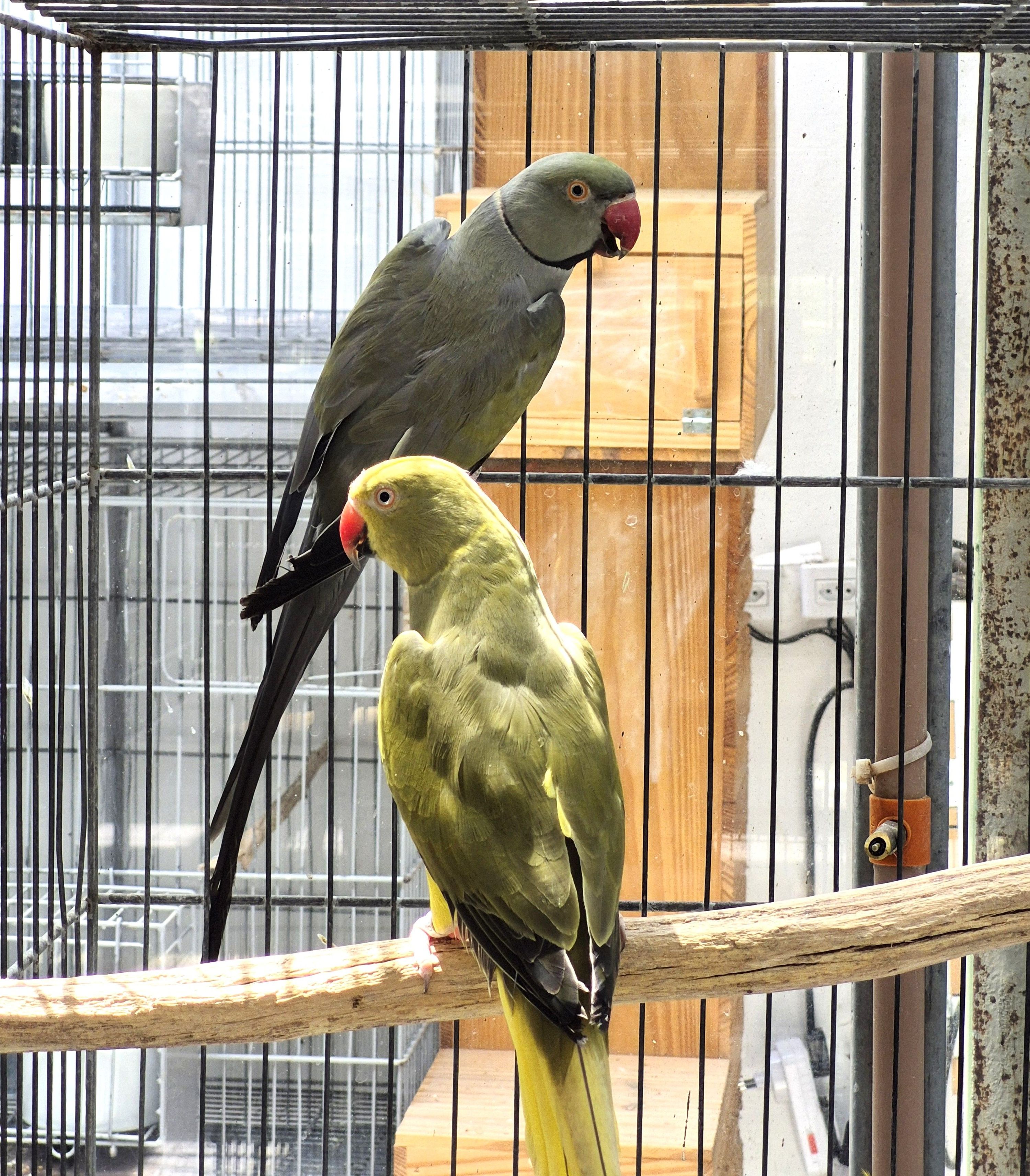 Imagem de Casal Ring Neck - 2