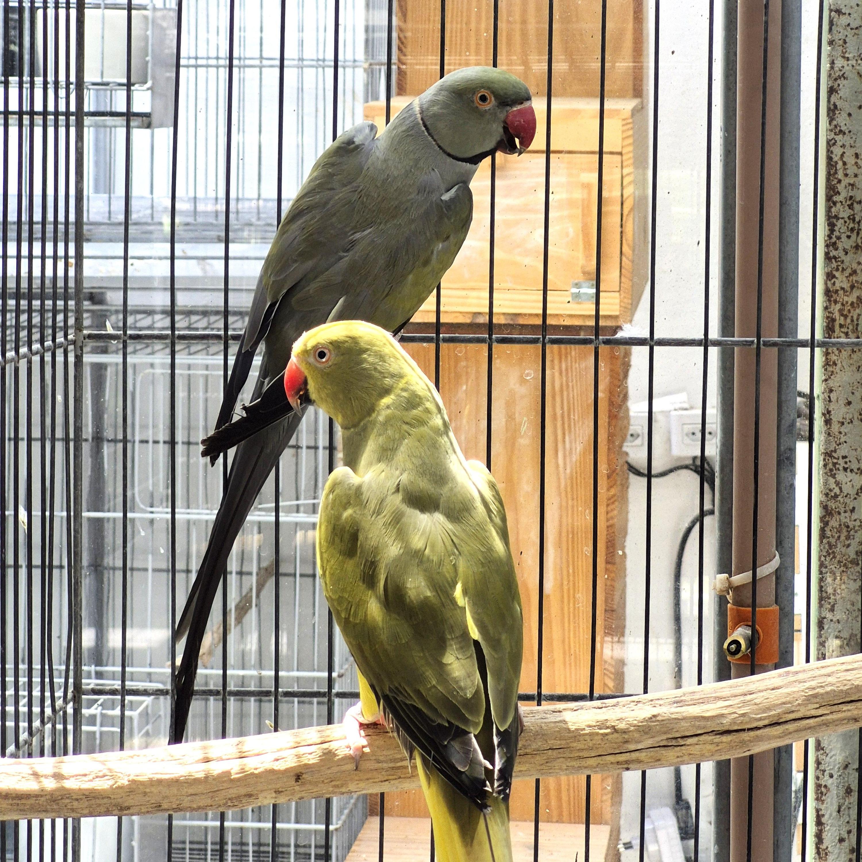 Imagem de Casal Ring Neck - 2