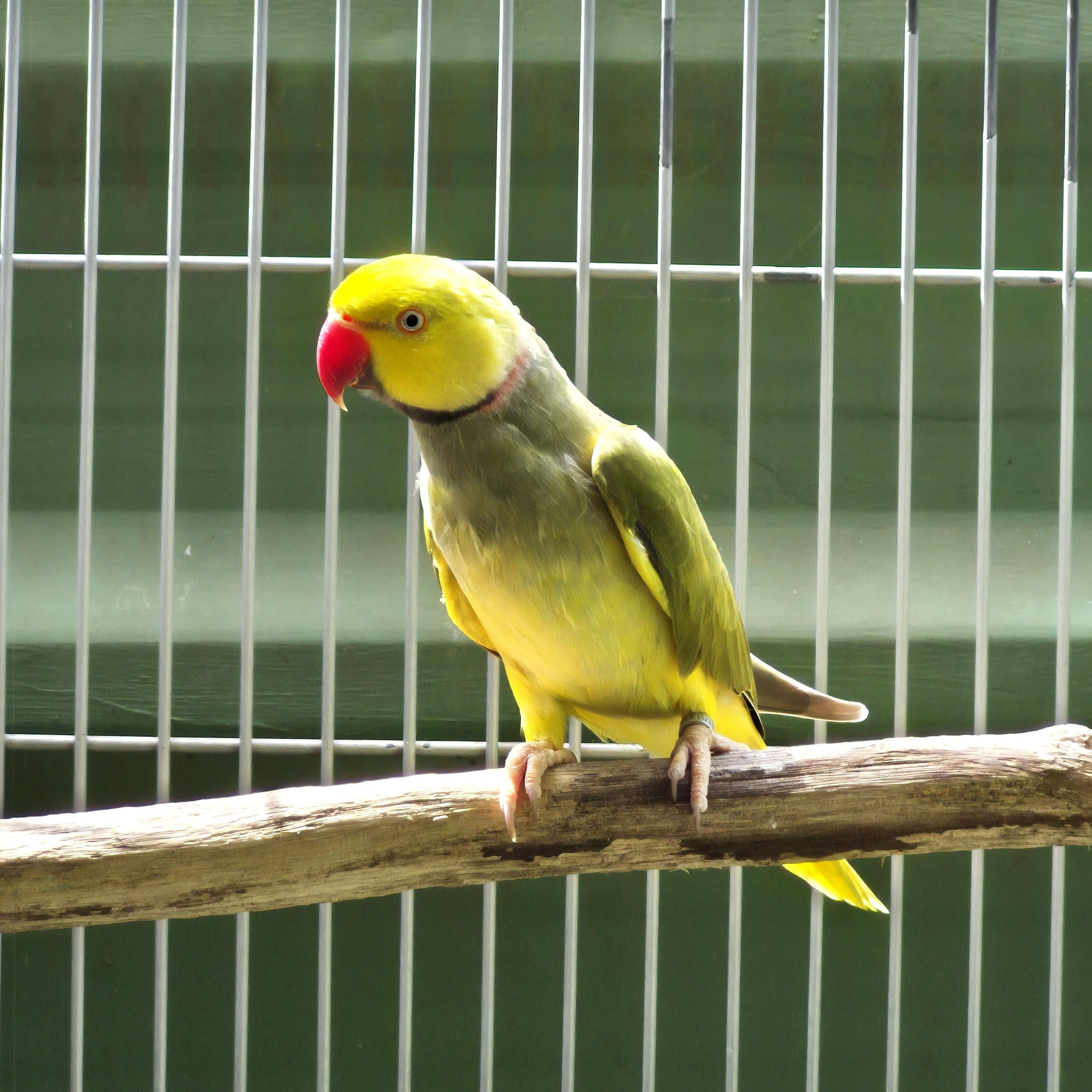 Thumbnail da imagem de Ring Neck - 0