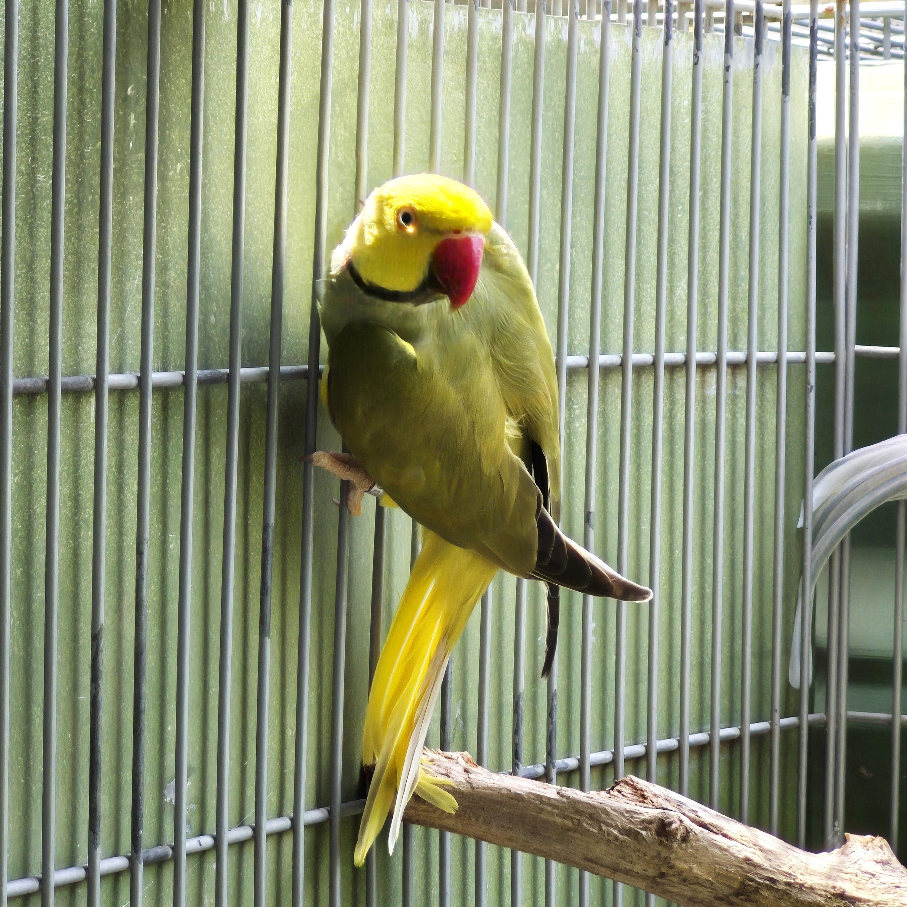 Imagem de Ring Neck - 2