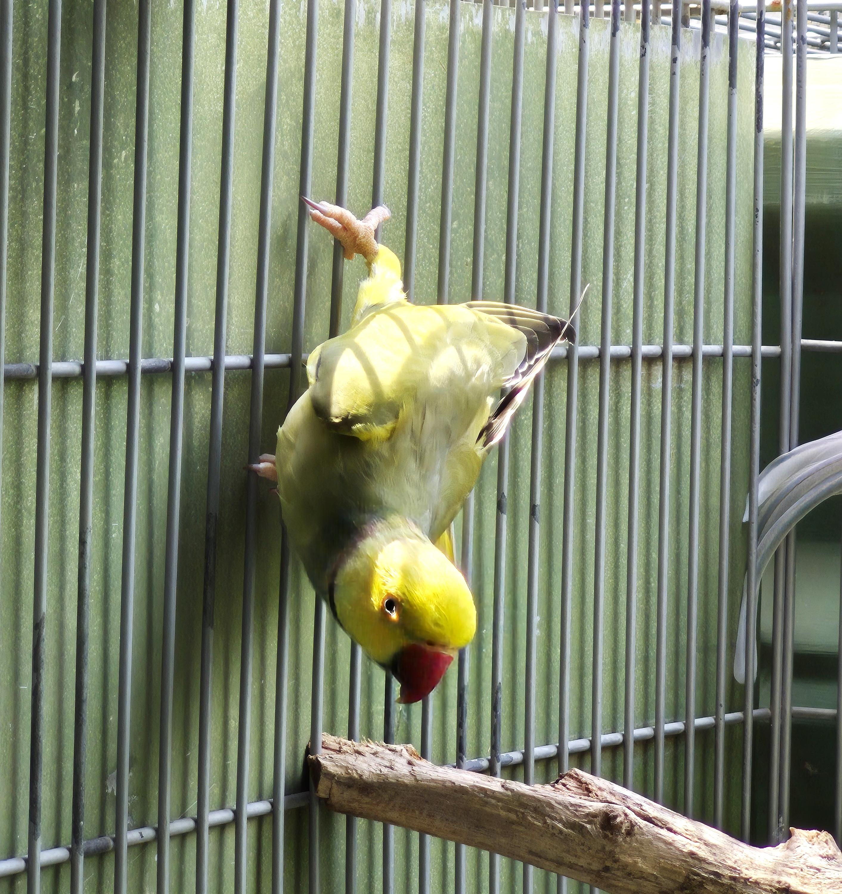 Thumbnail da imagem de Ring Neck - 3