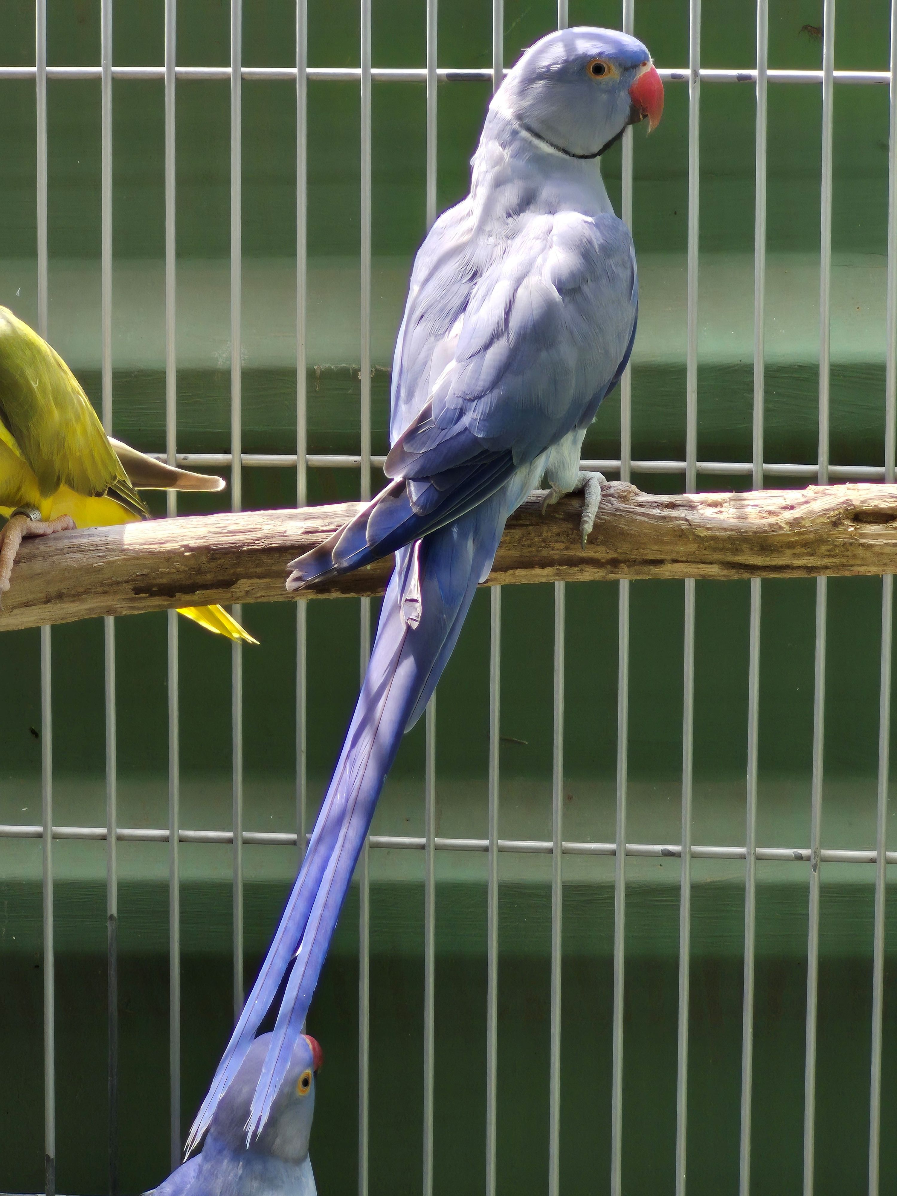 Adulto Violeto P Butter