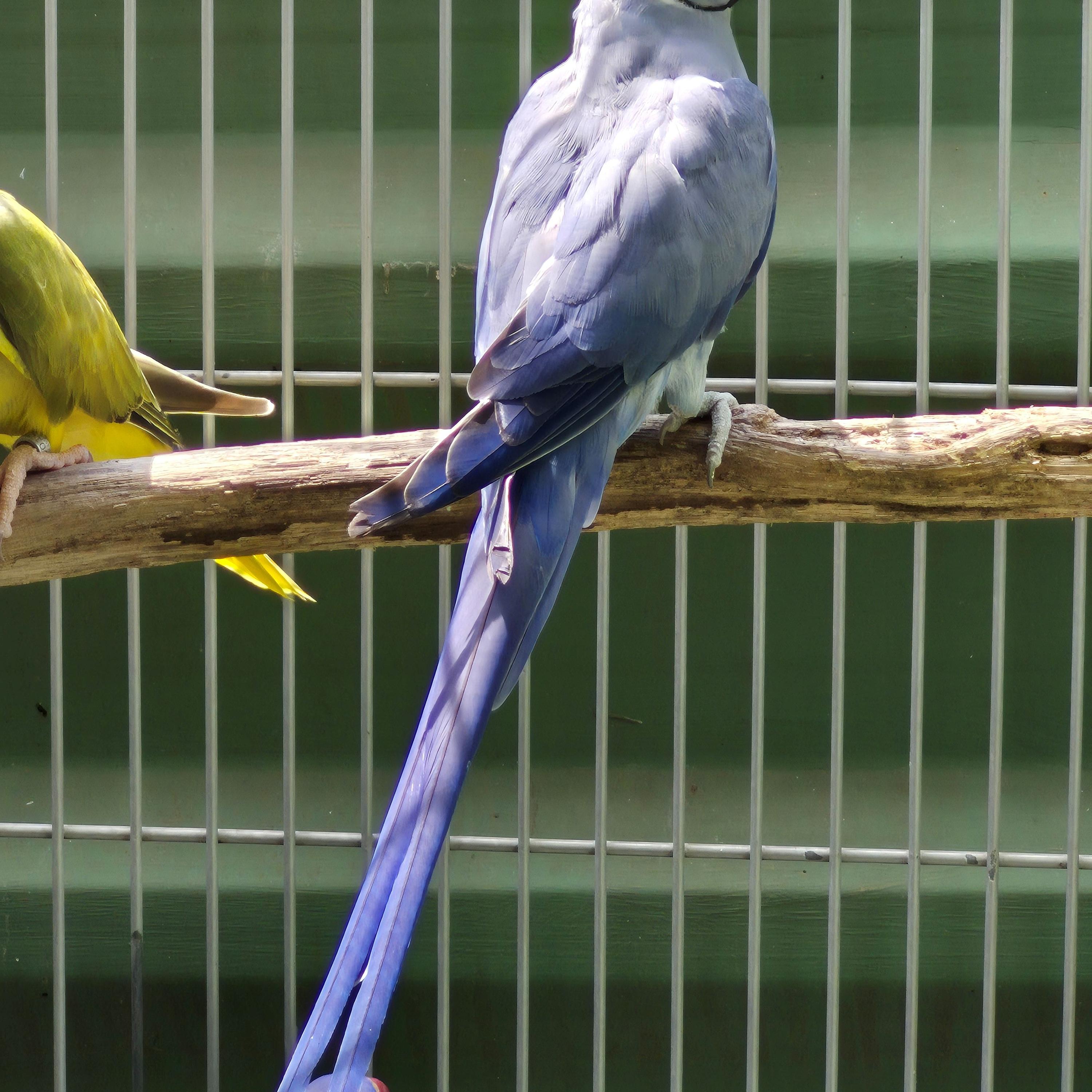 Thumbnail da imagem de Ring Neck - 1