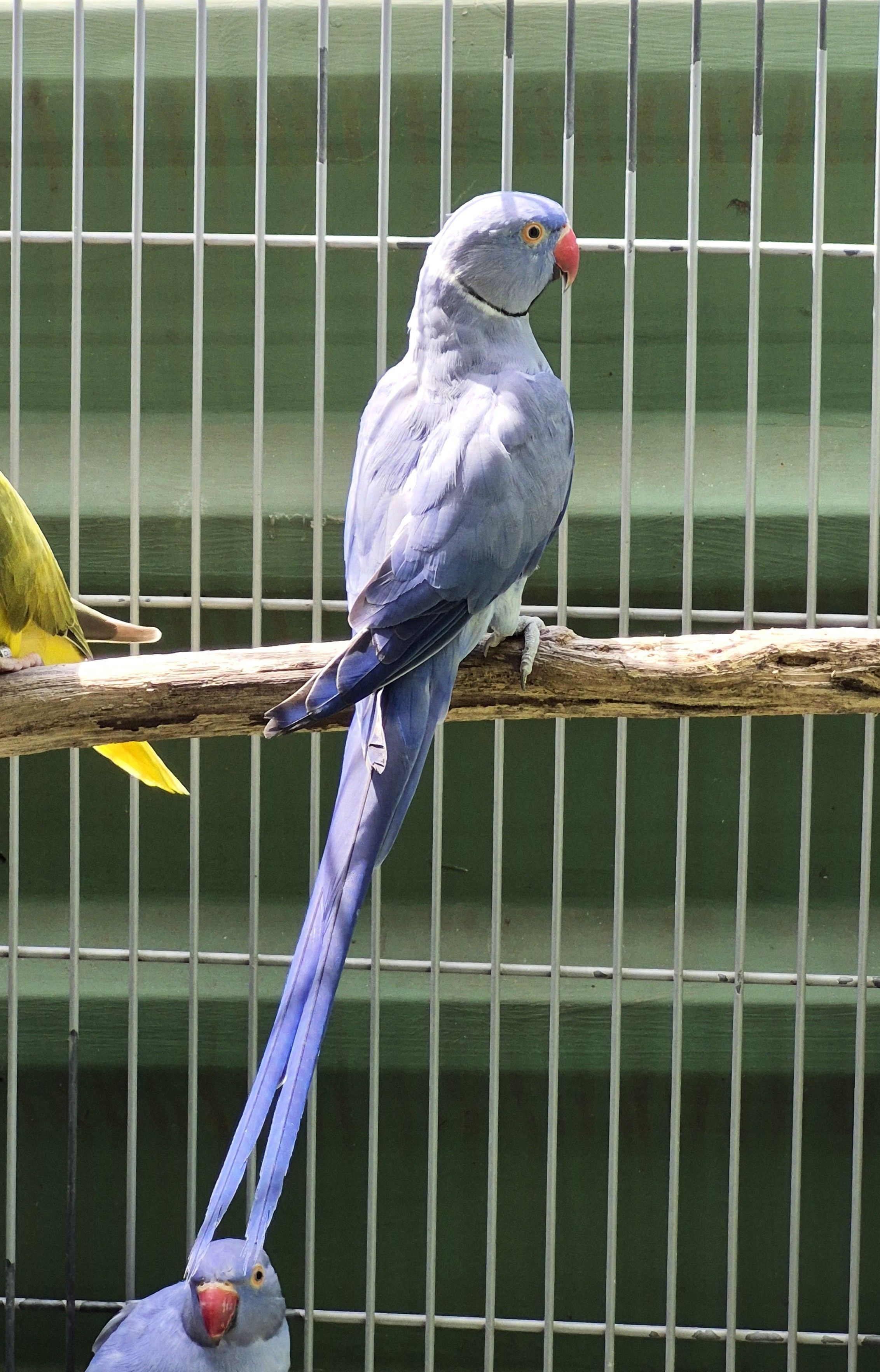 Adulto Violeto P Butter