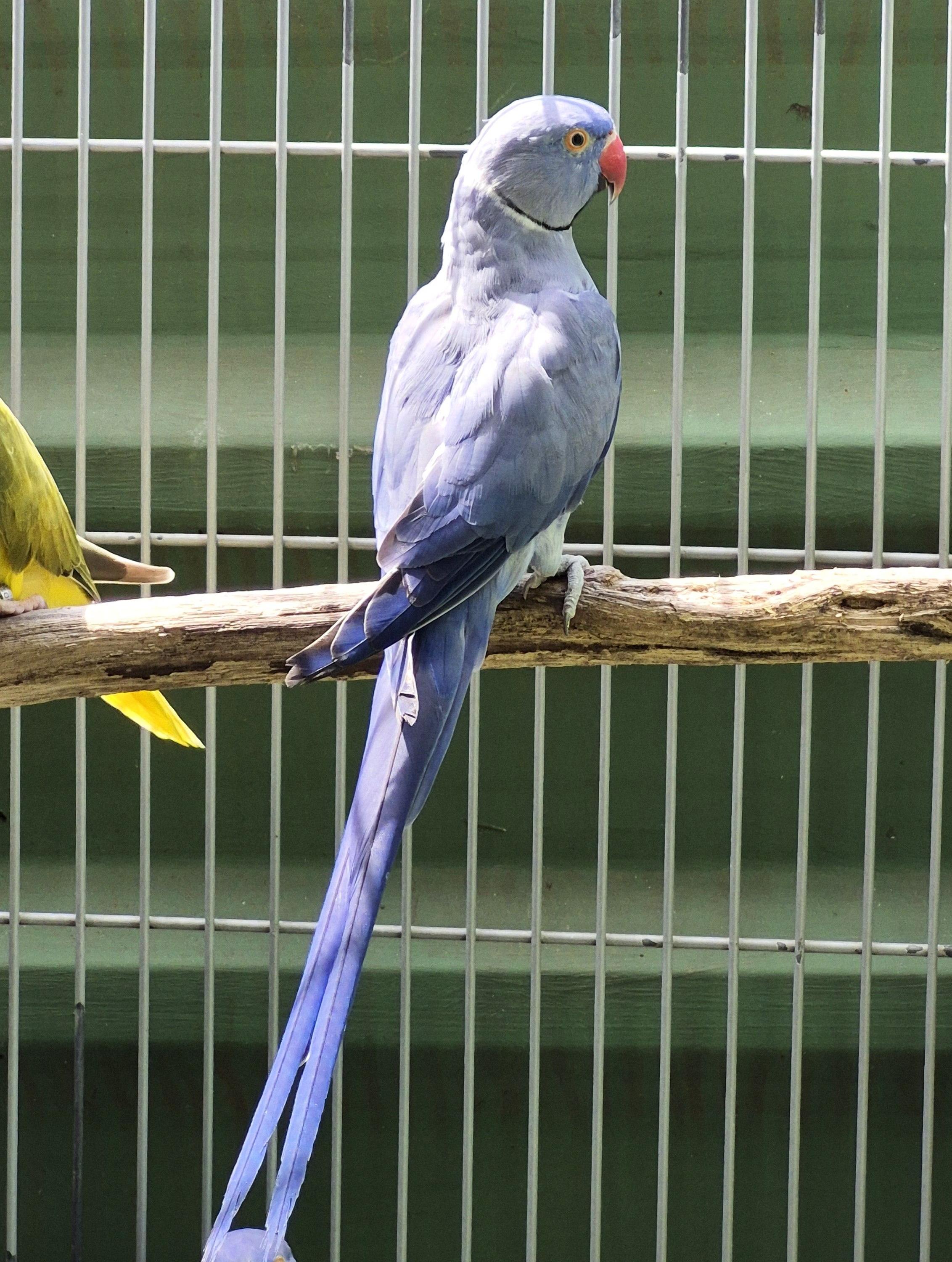 Thumbnail da imagem de Ring Neck - 2