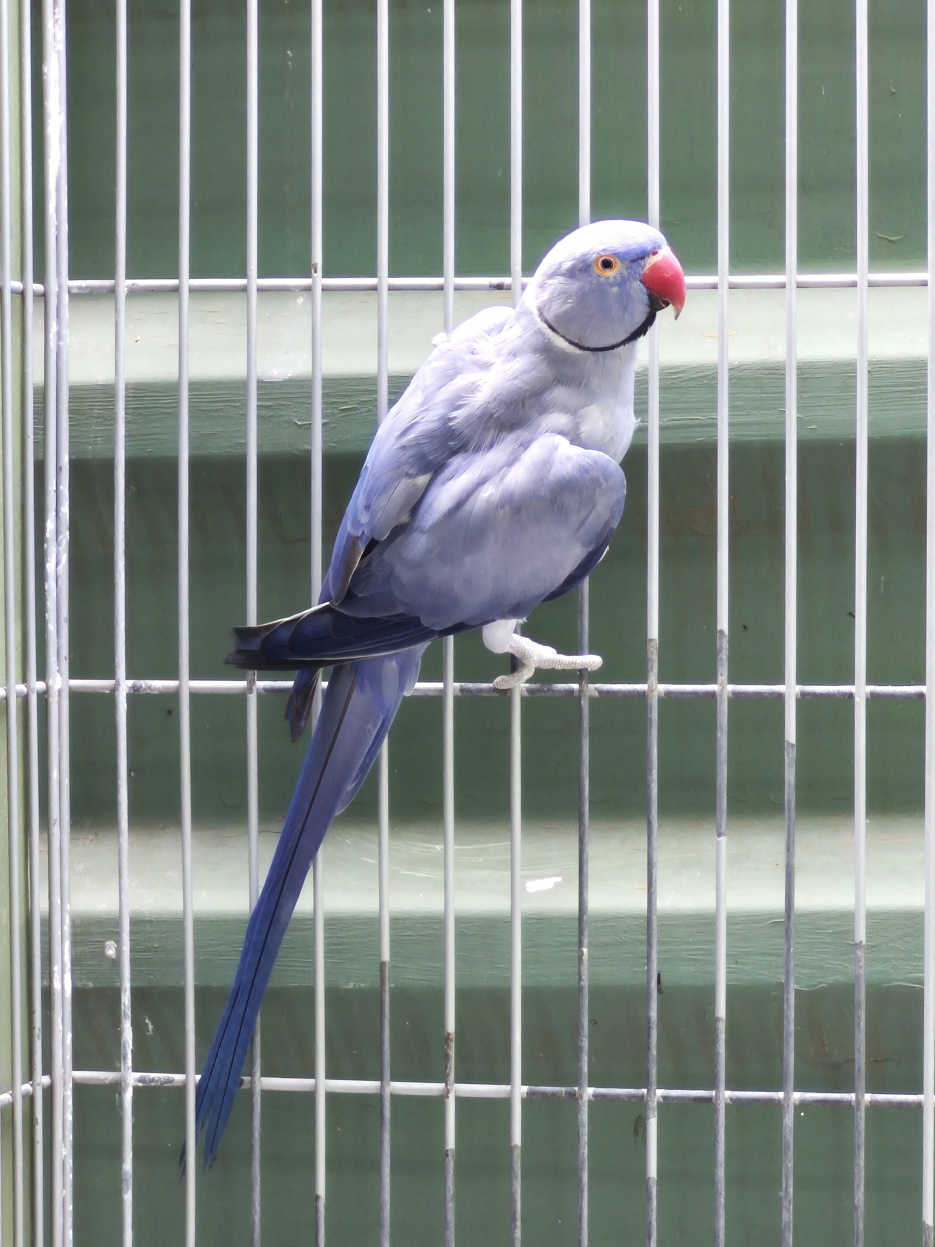 Adulto Violeto P Butter