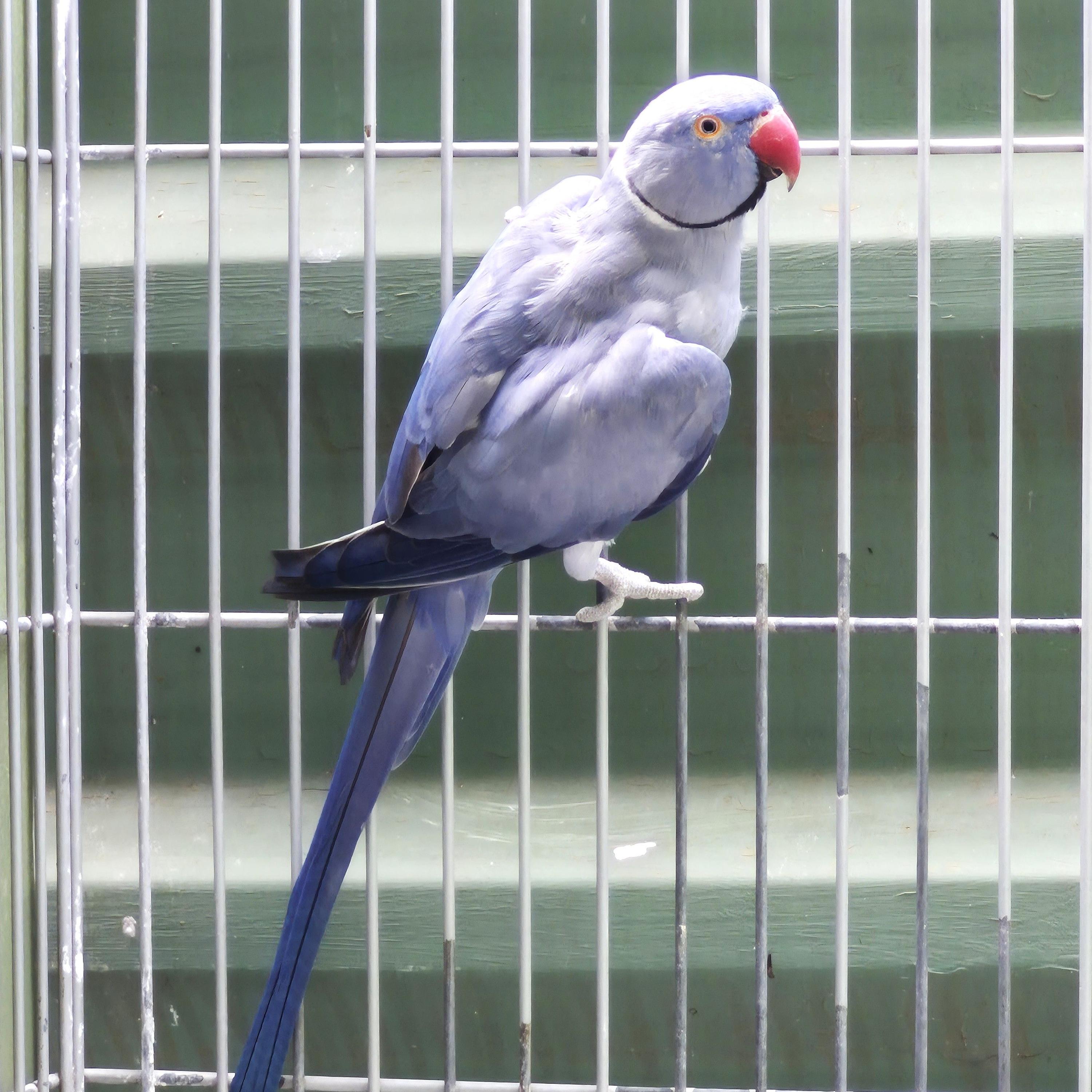 Adulto Violeto P Butter