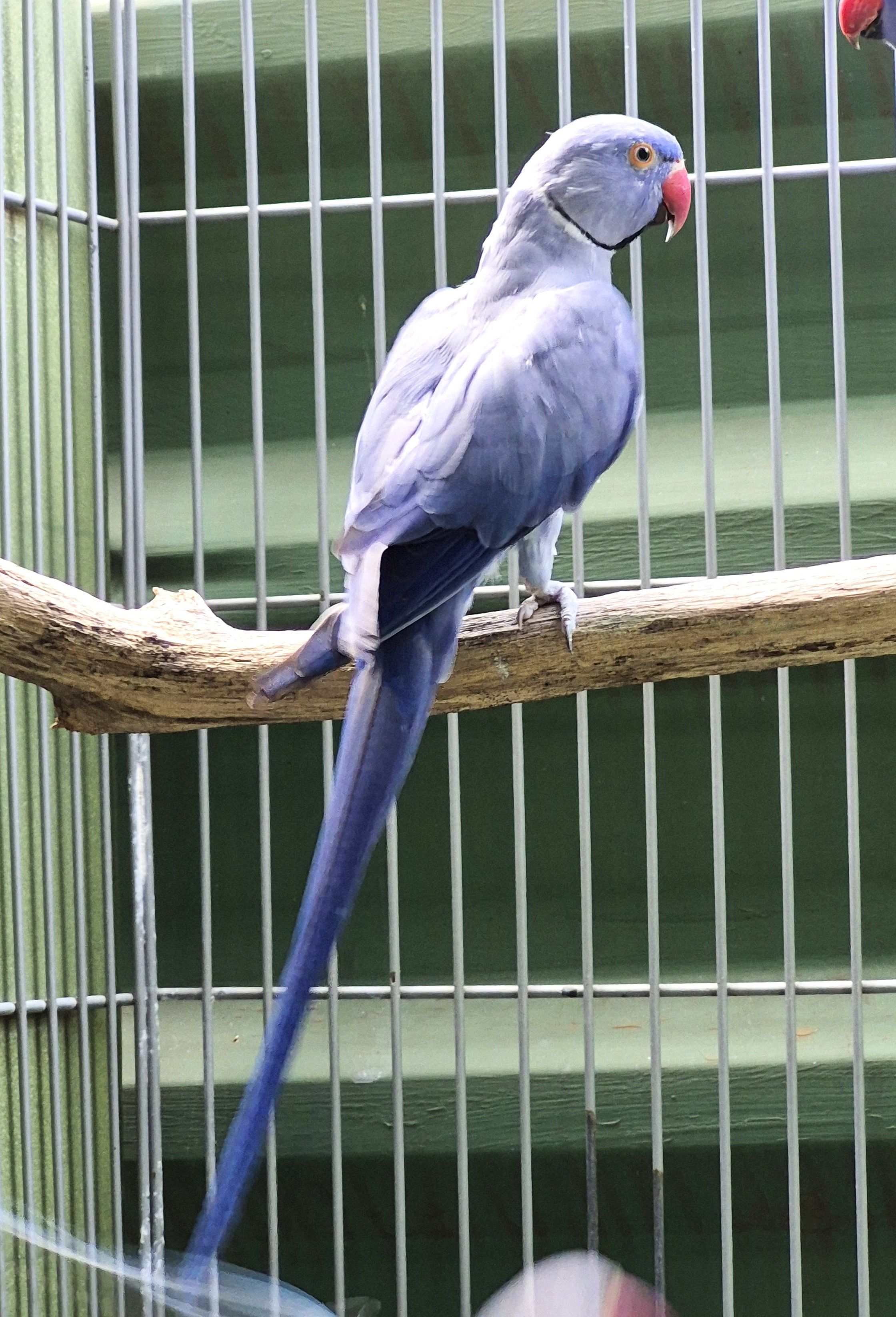 Adulto Violeto P Butter