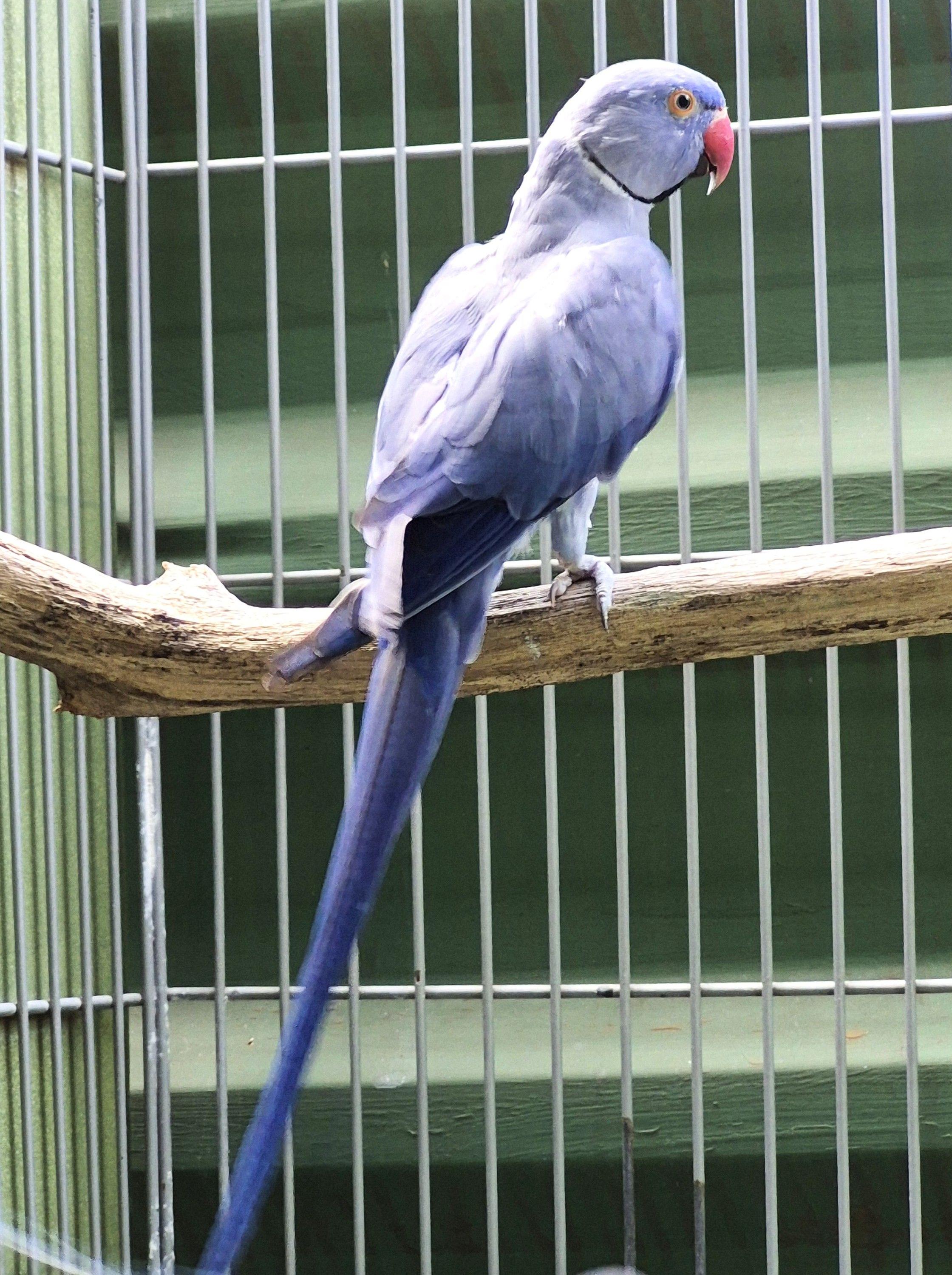 Thumbnail da imagem de Ring Neck - 3