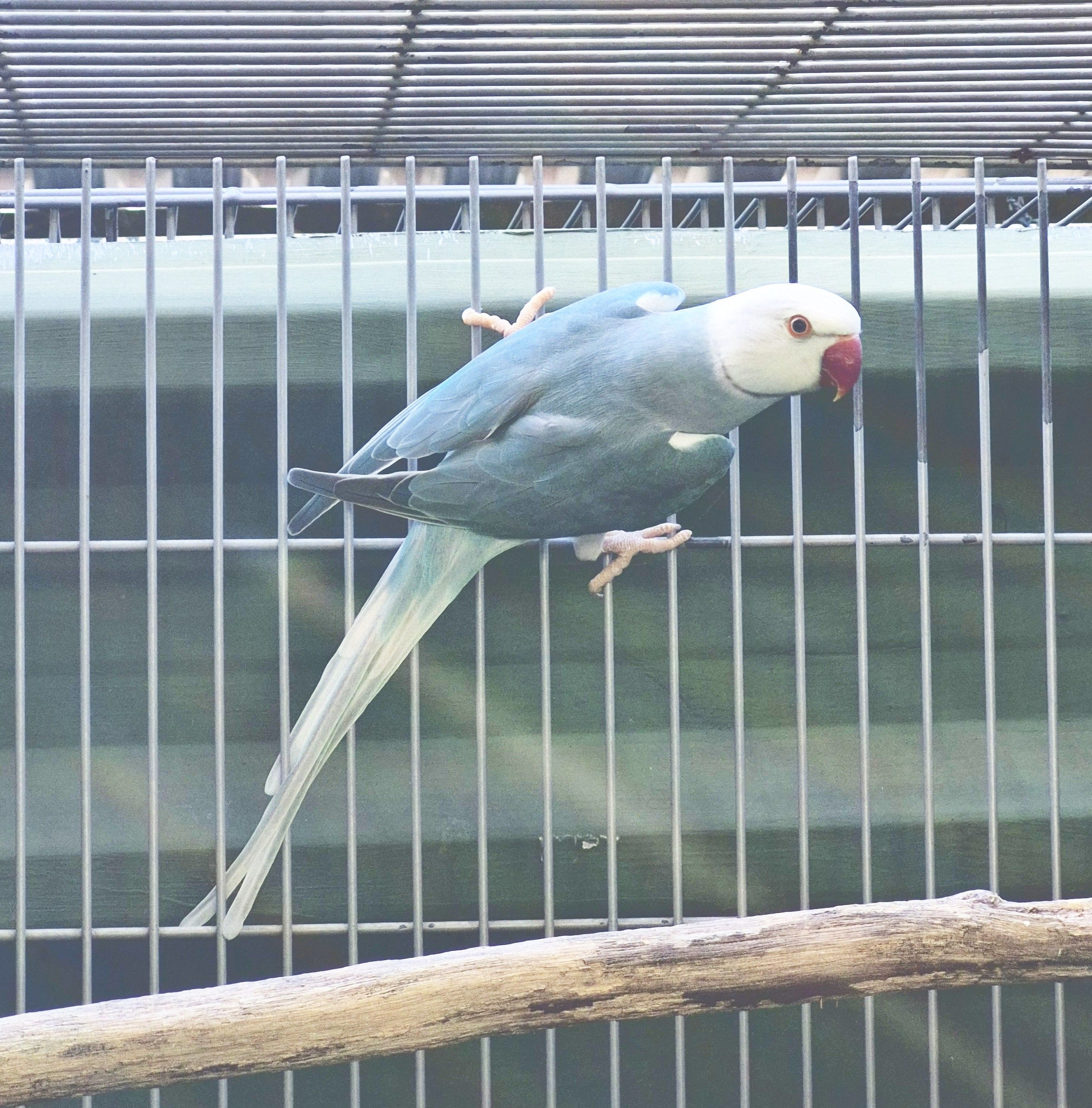 Clear Azul Macho adulto