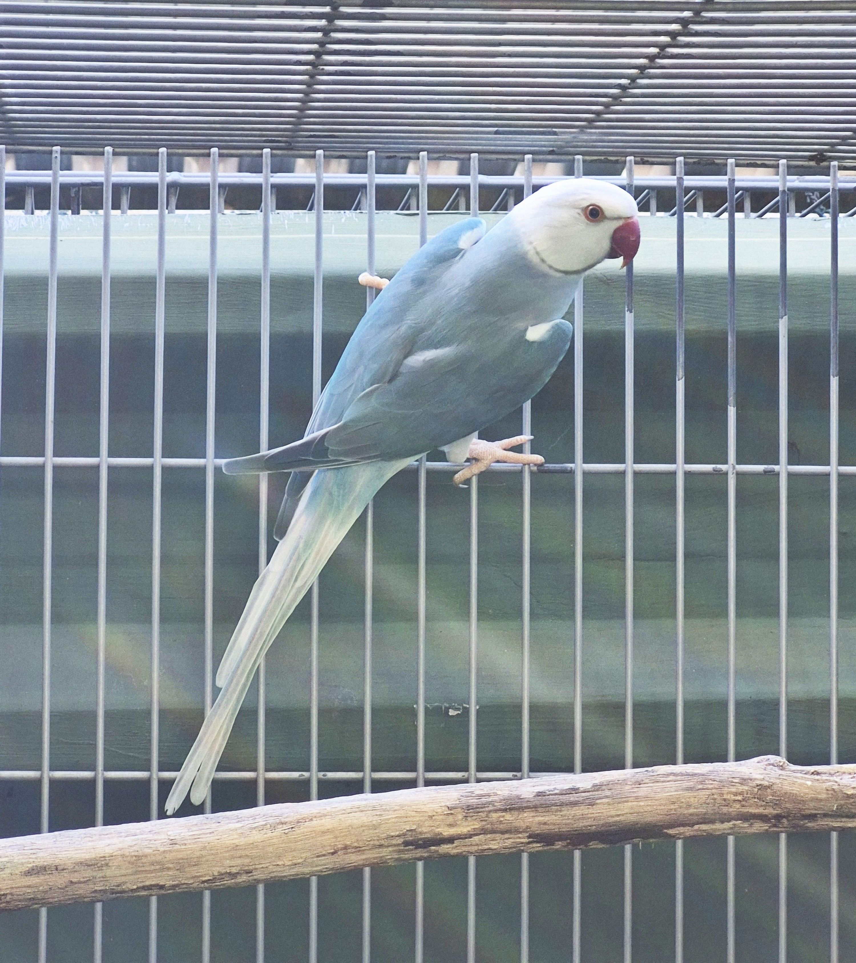 Clear Azul Macho adulto