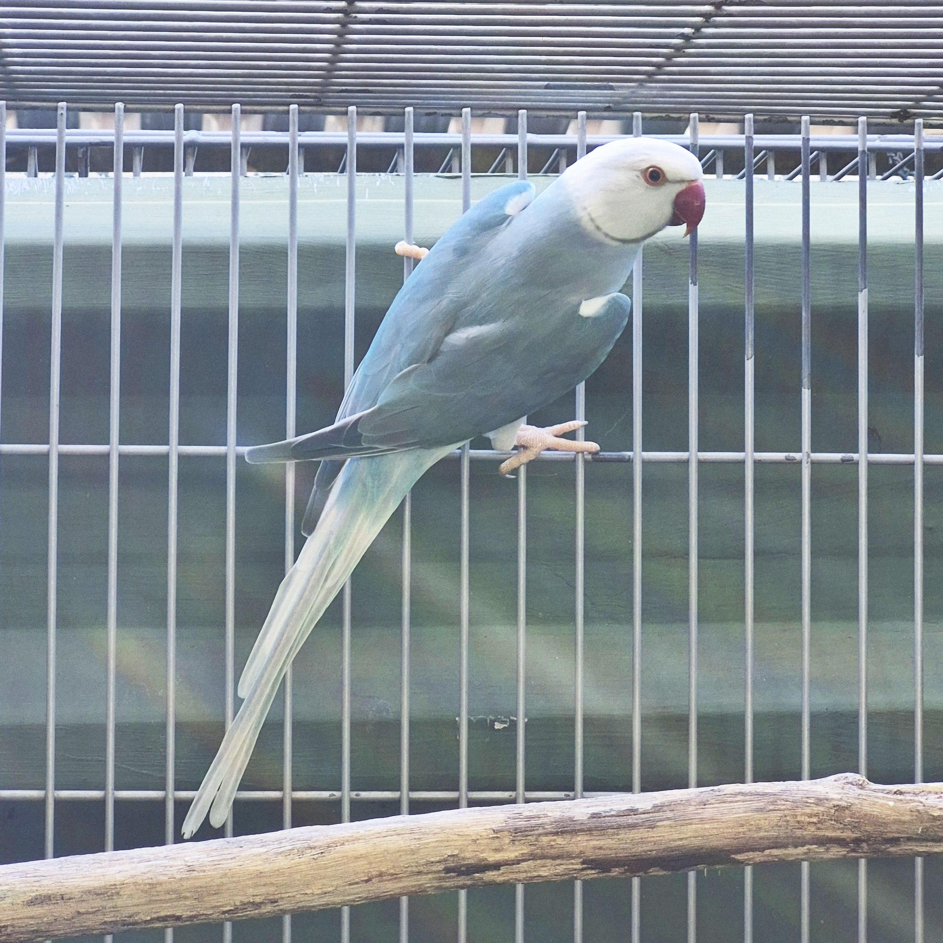 Clear Azul Macho adulto