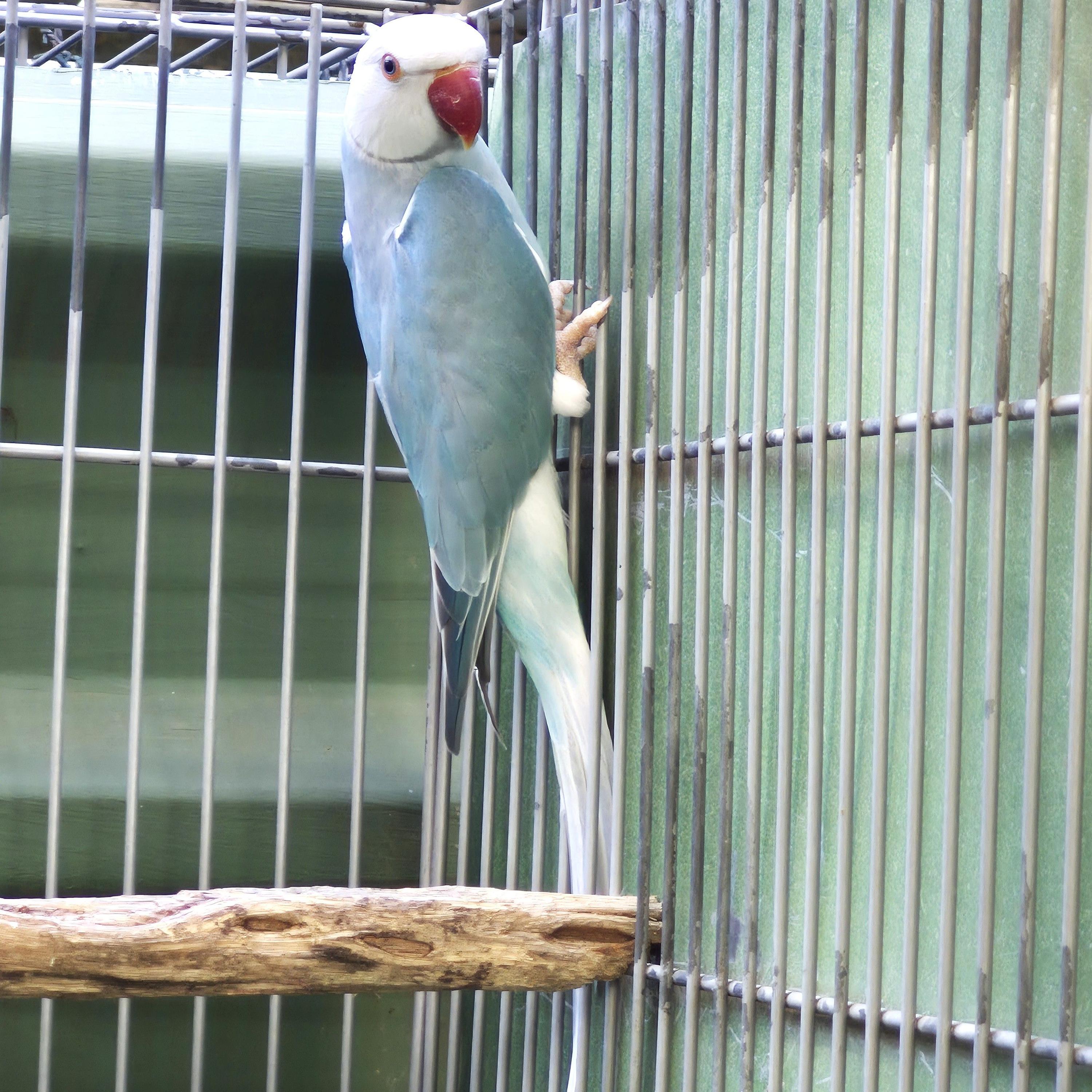 Clear Azul Macho adulto