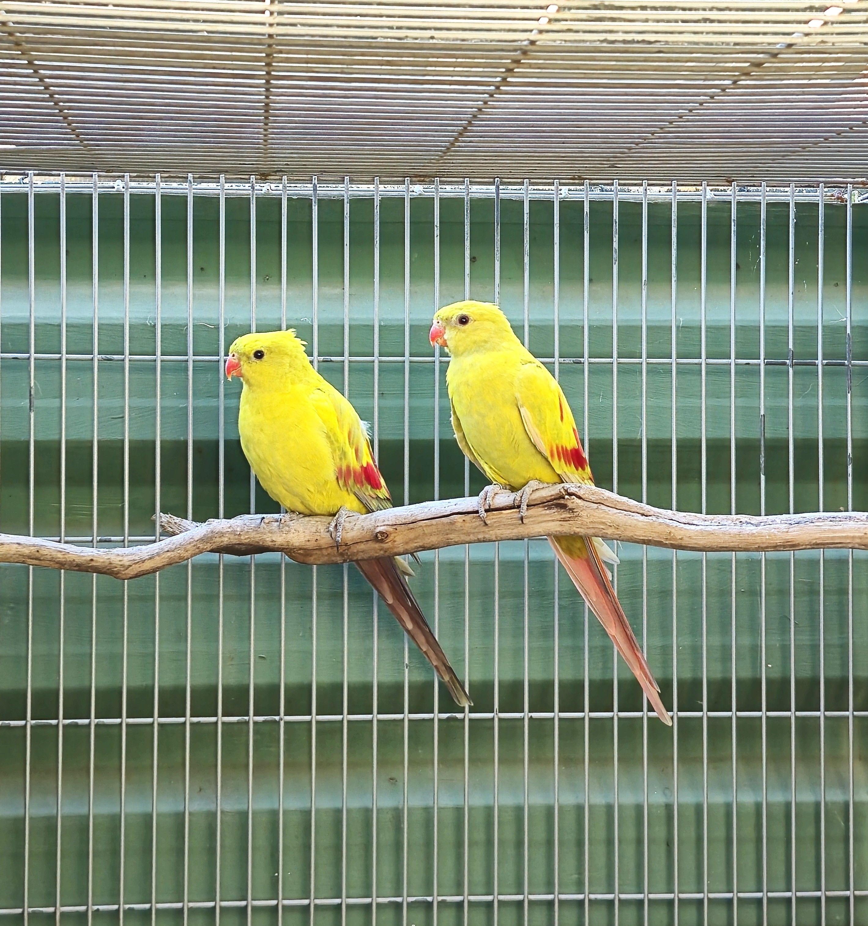 Casal Regente Diluído