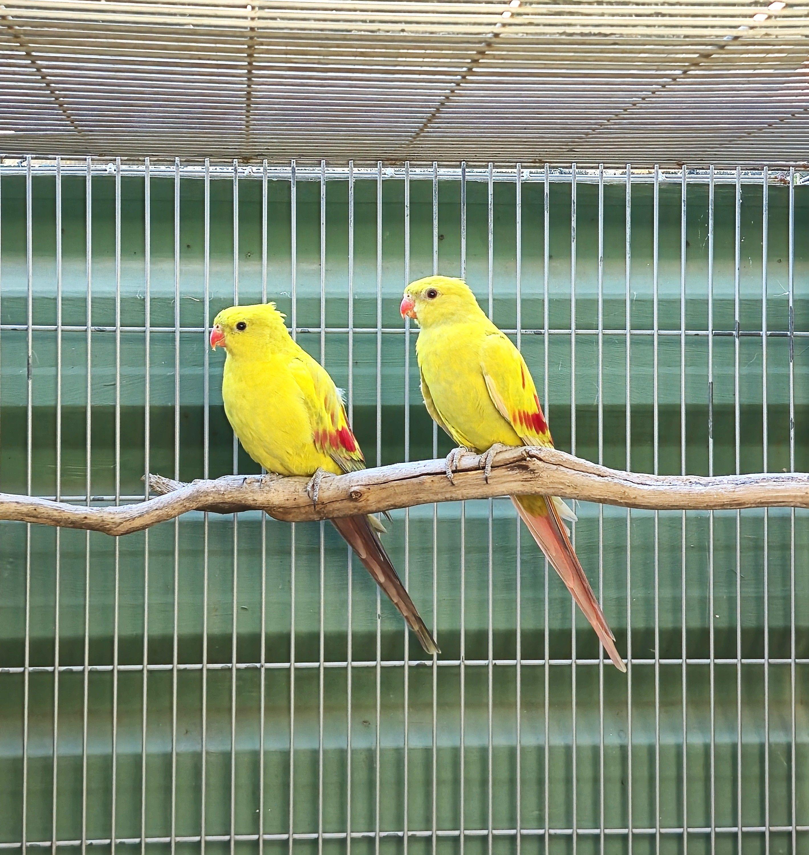 Thumbnail da imagem de Casal Regente - 0