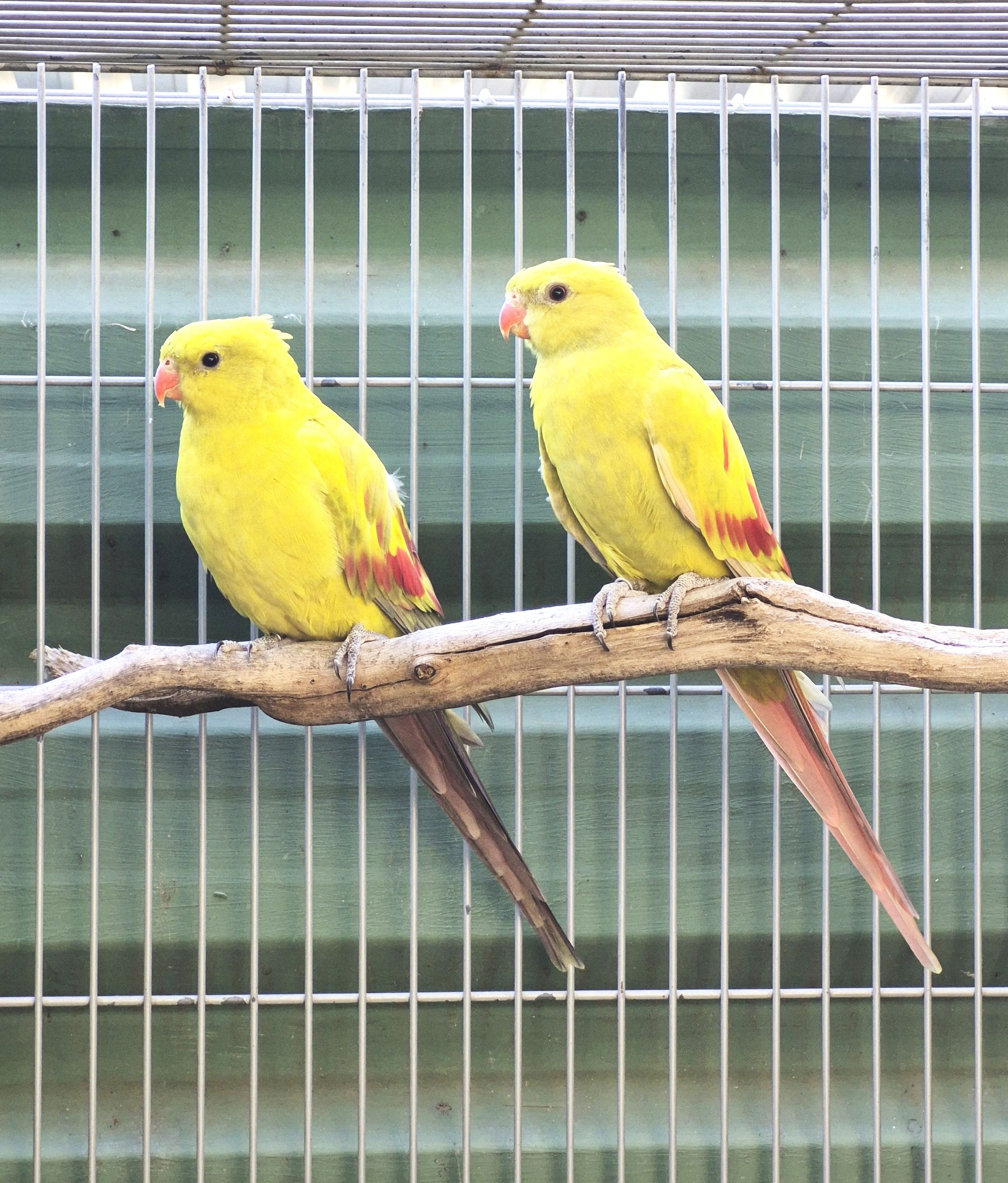 Casal Regente Diluído