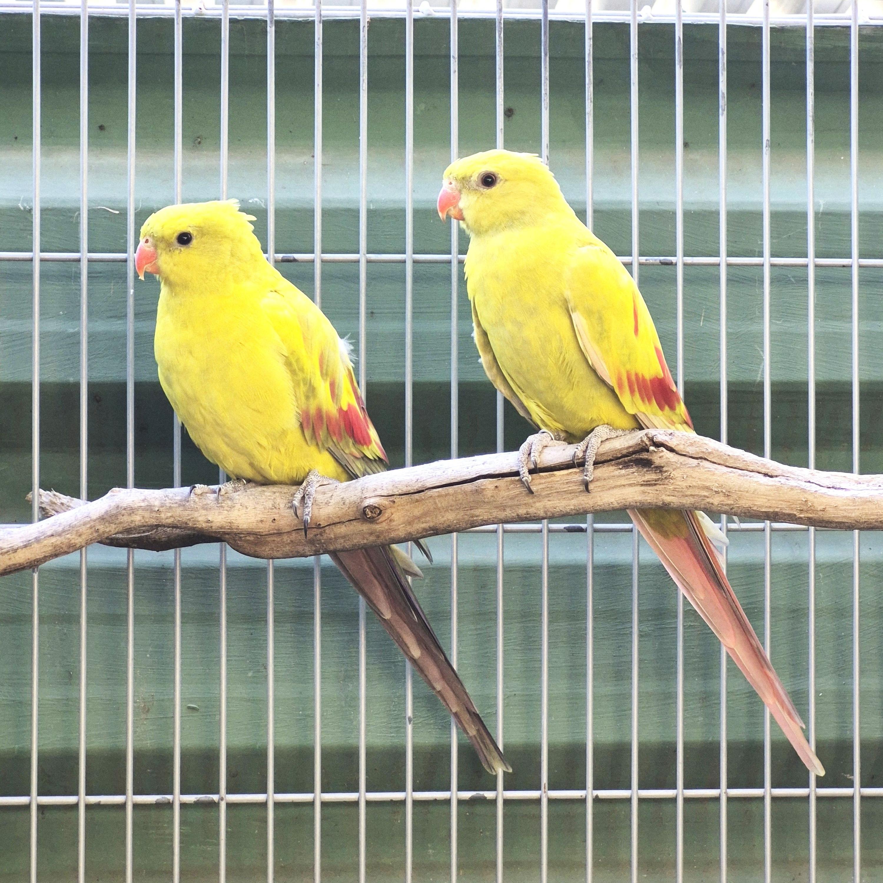 Casal Regente Diluído