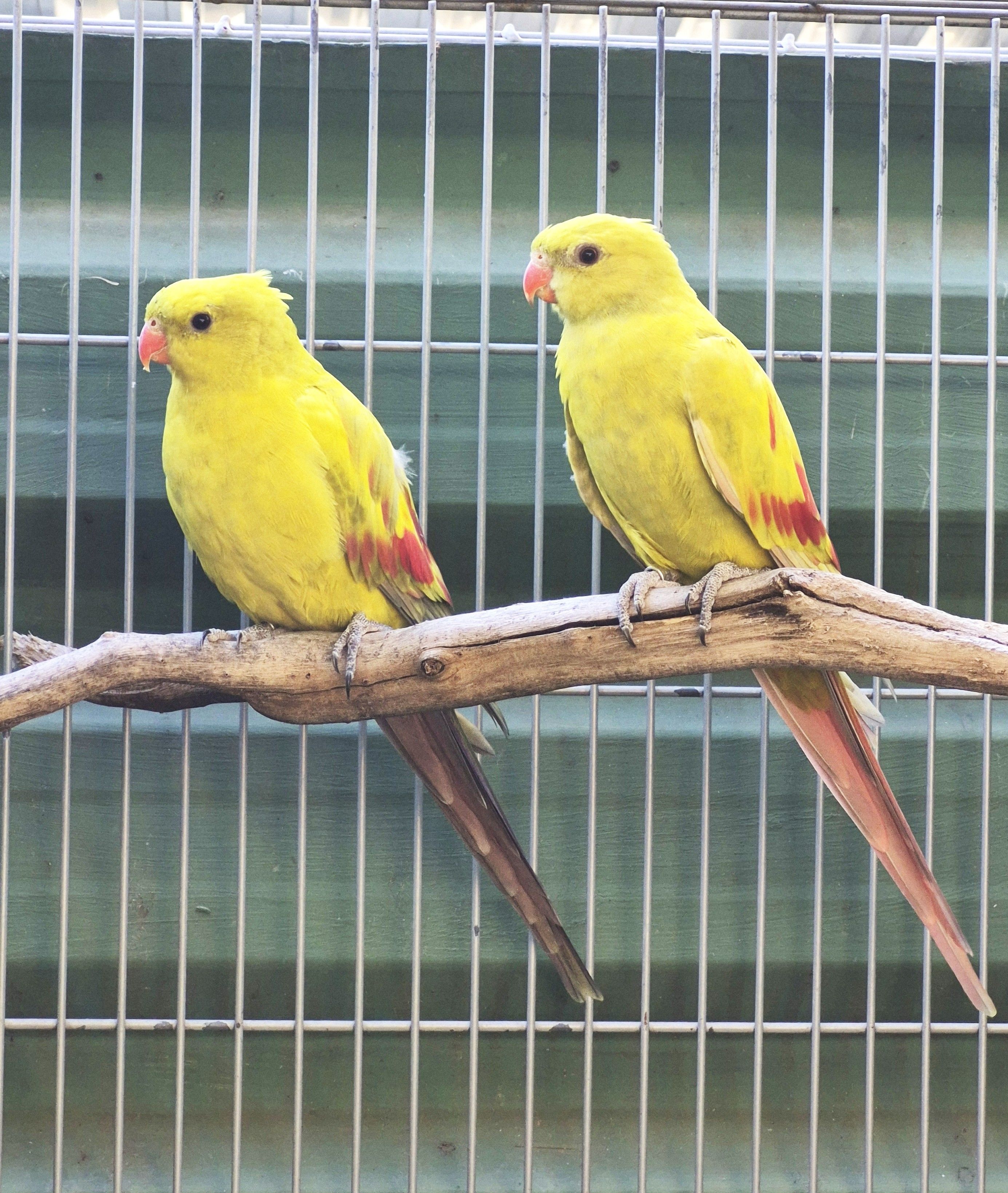 Casal Regente Diluído