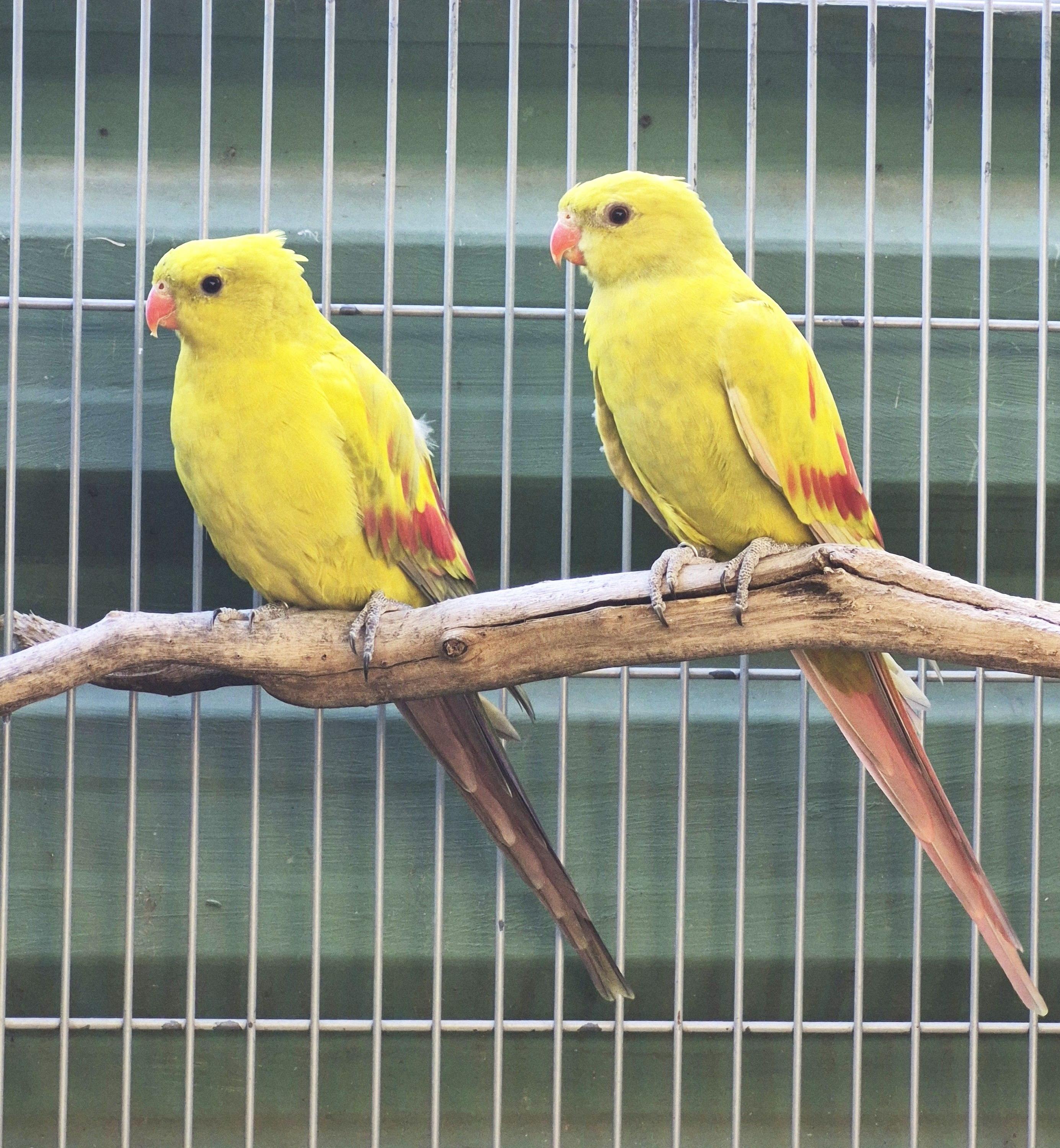 Thumbnail da imagem de Casal Regente - 2