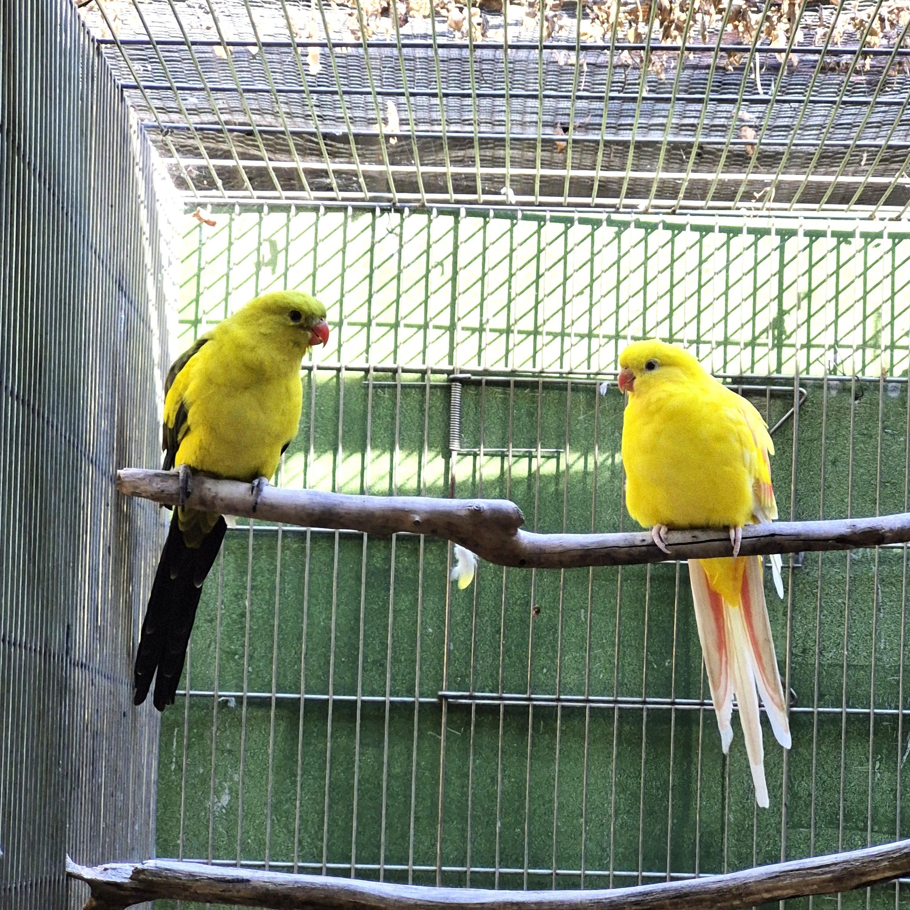Casal Regente Lutino