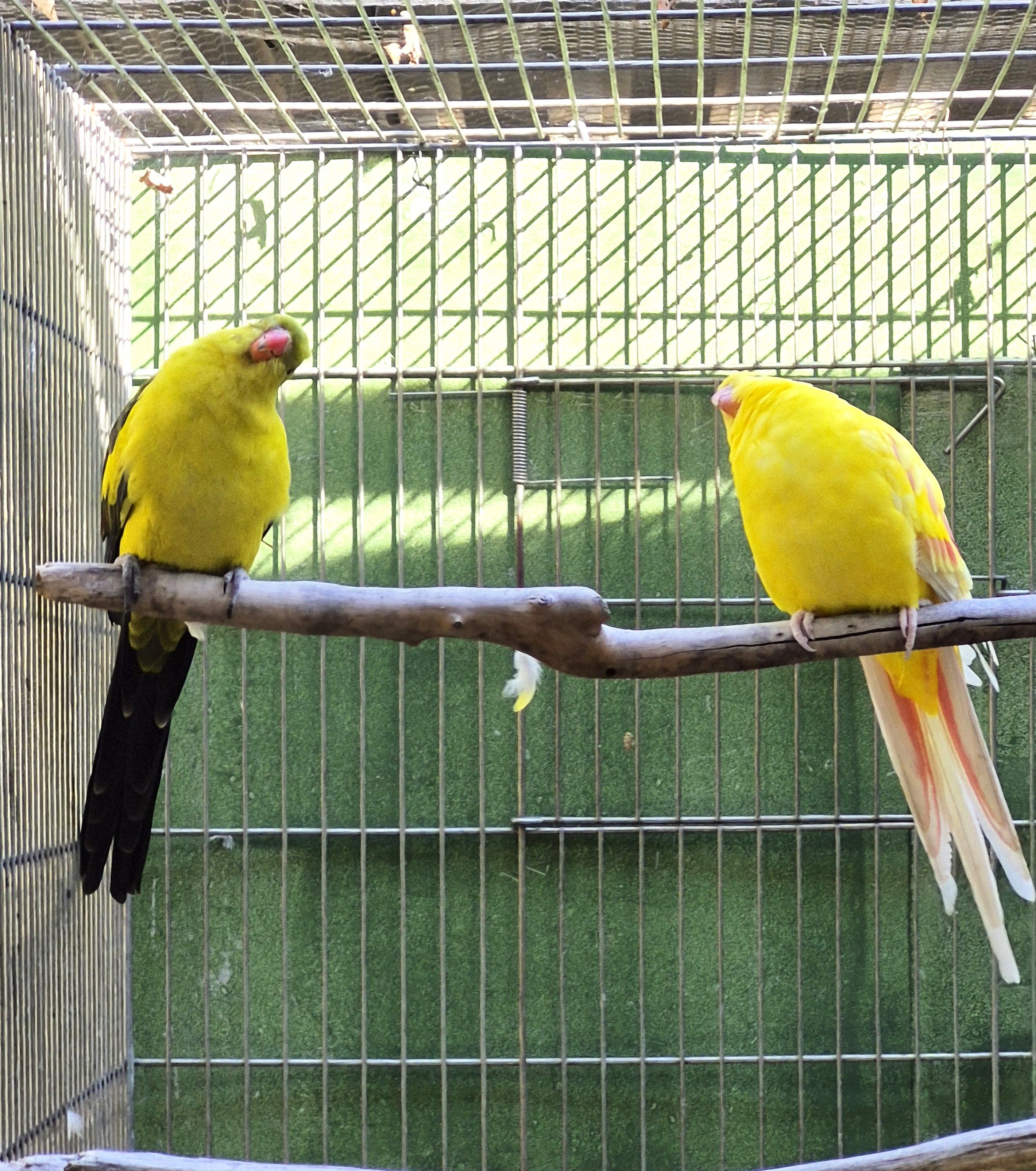 Casal Regente Lutino
