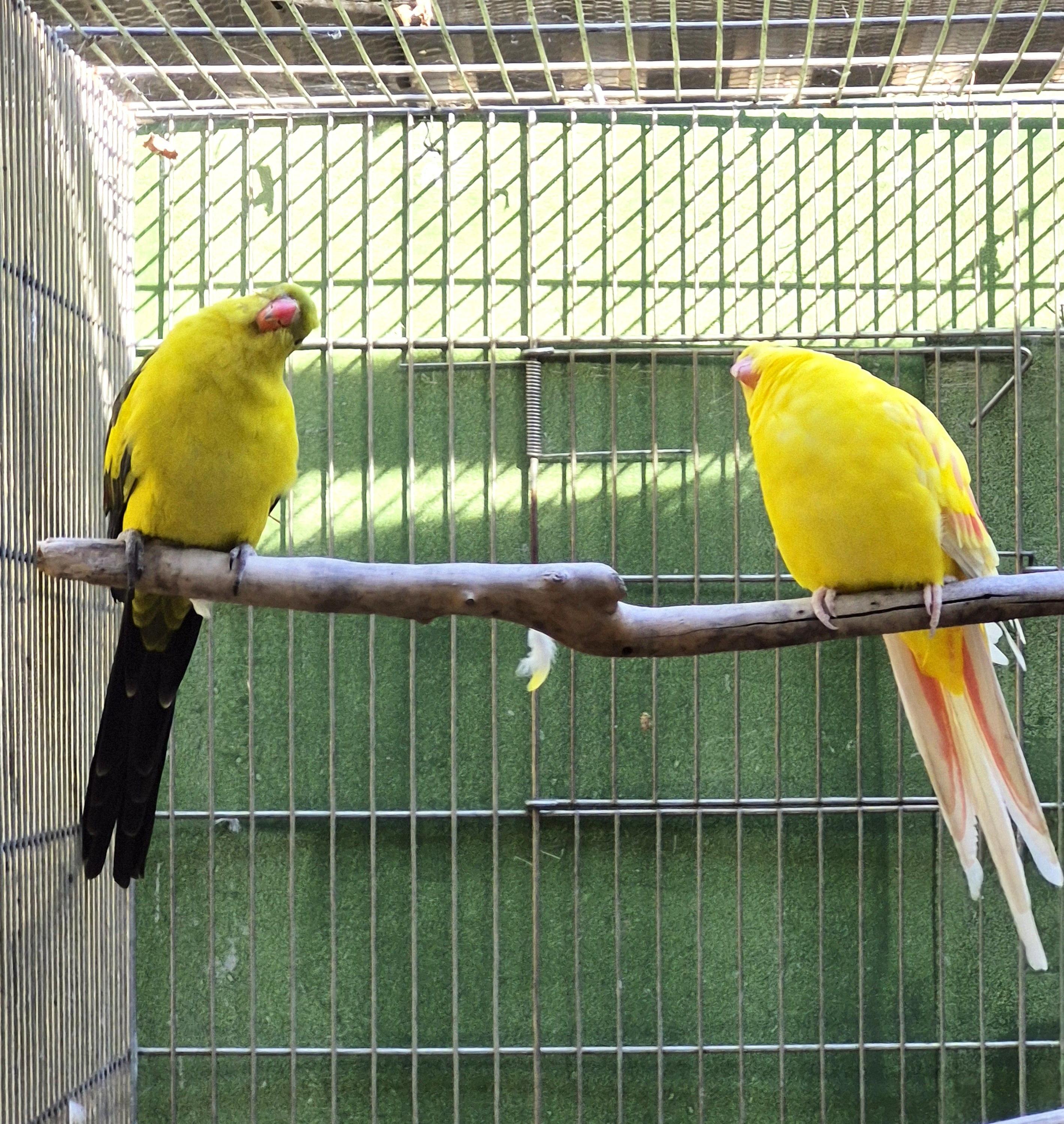 Casal Regente Lutino