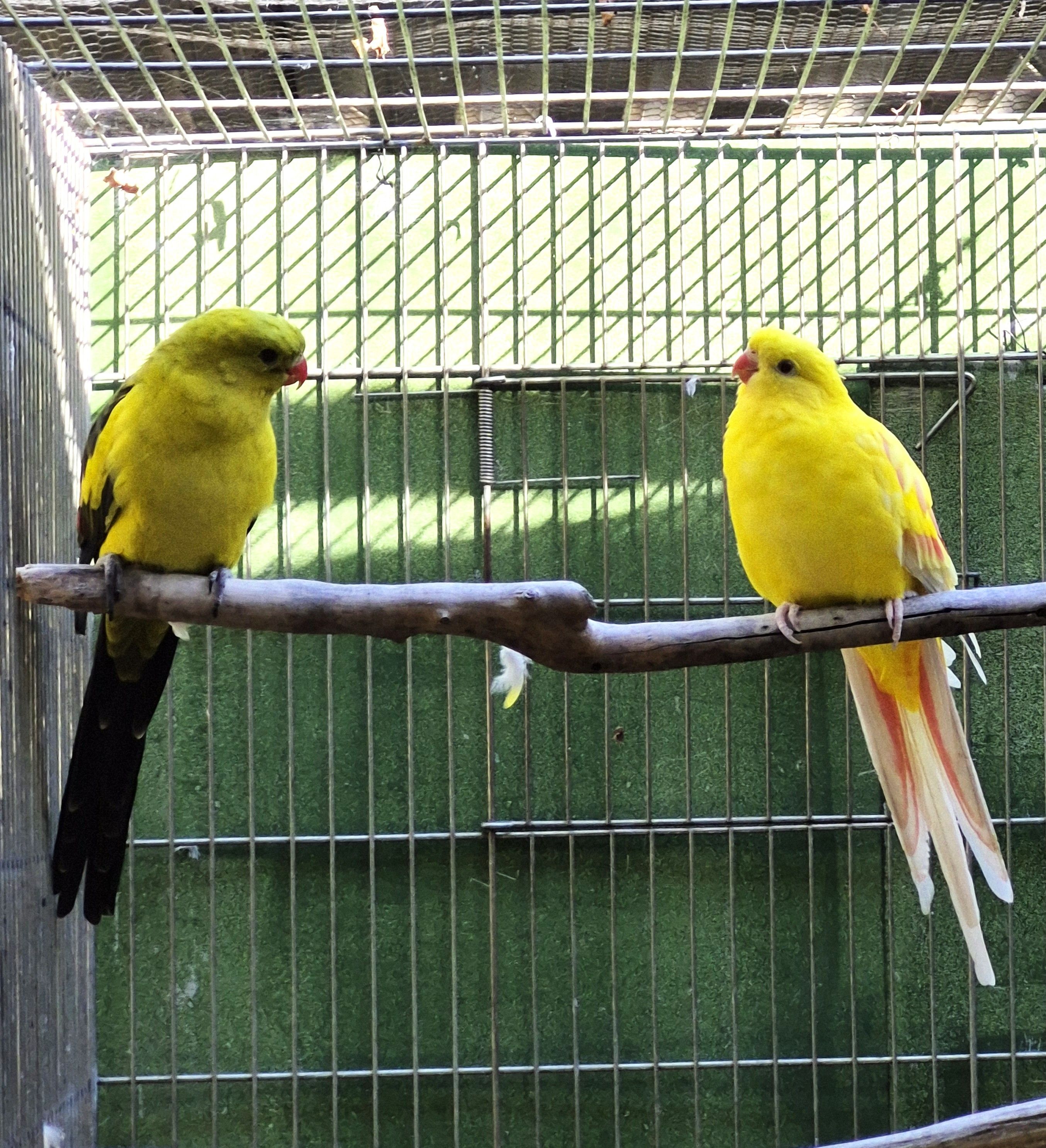 Casal Regente Lutino