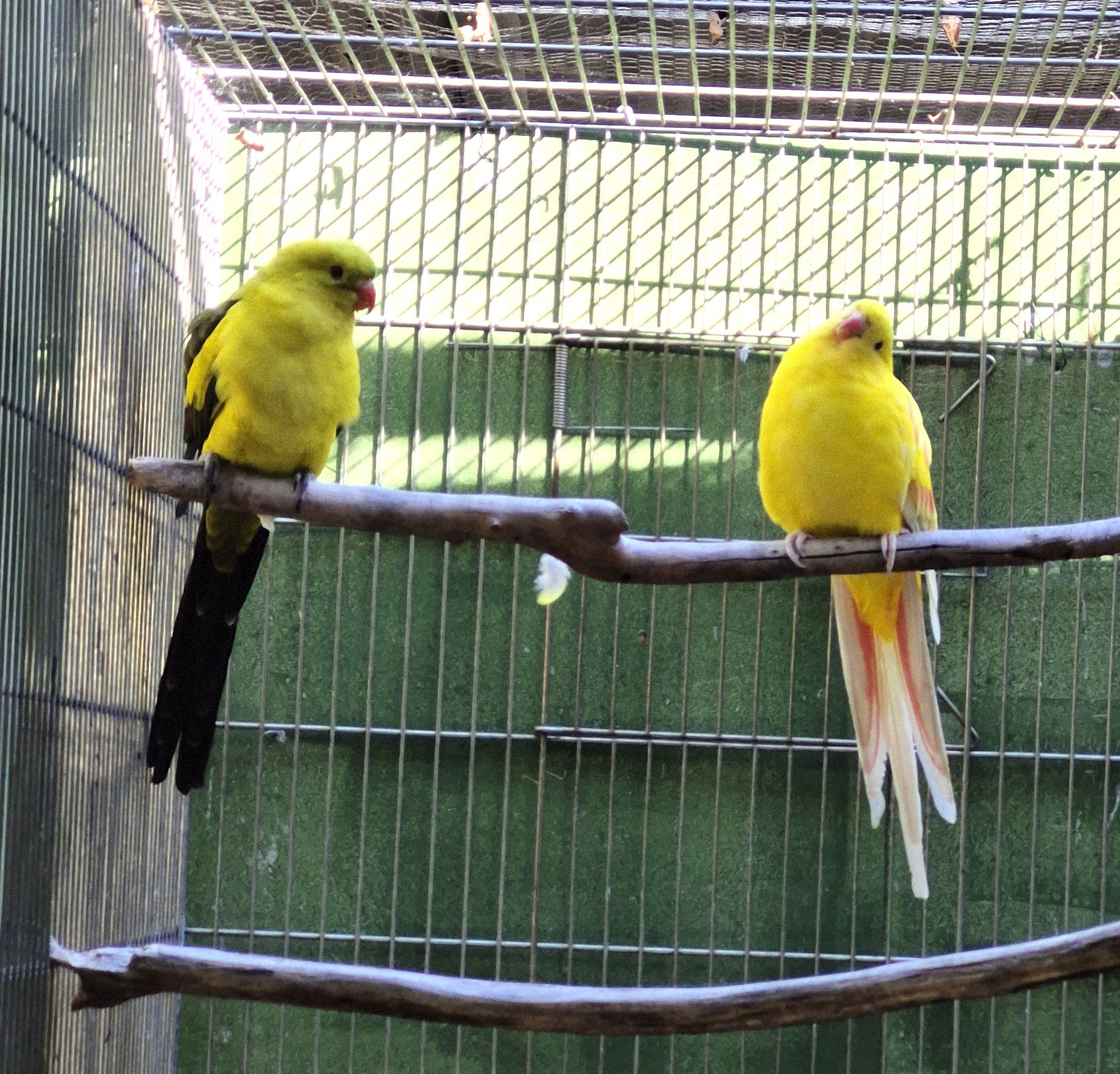 Imagem de Casal Regente - 3