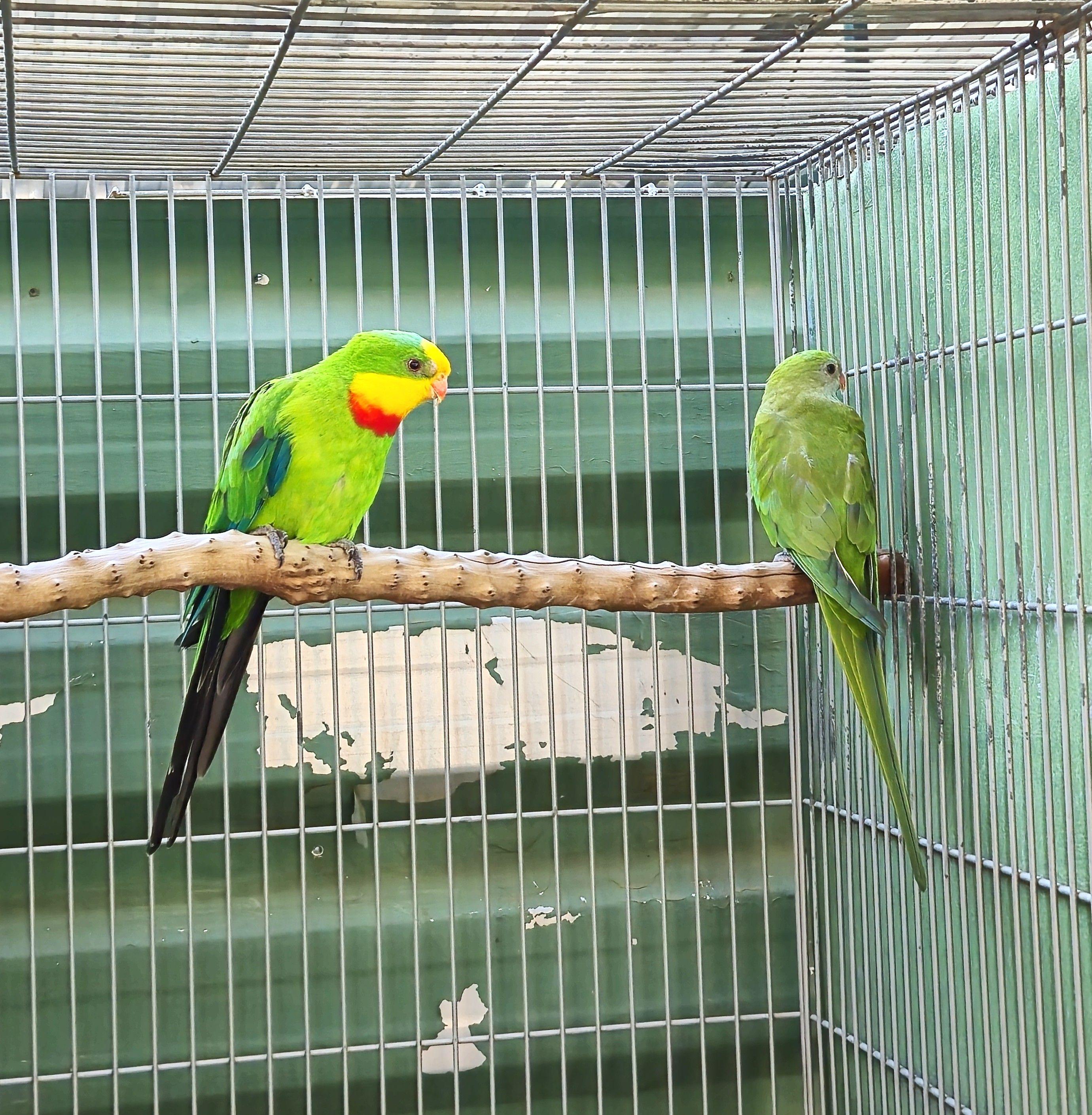 Thumbnail da imagem de Casal Barraband - 1