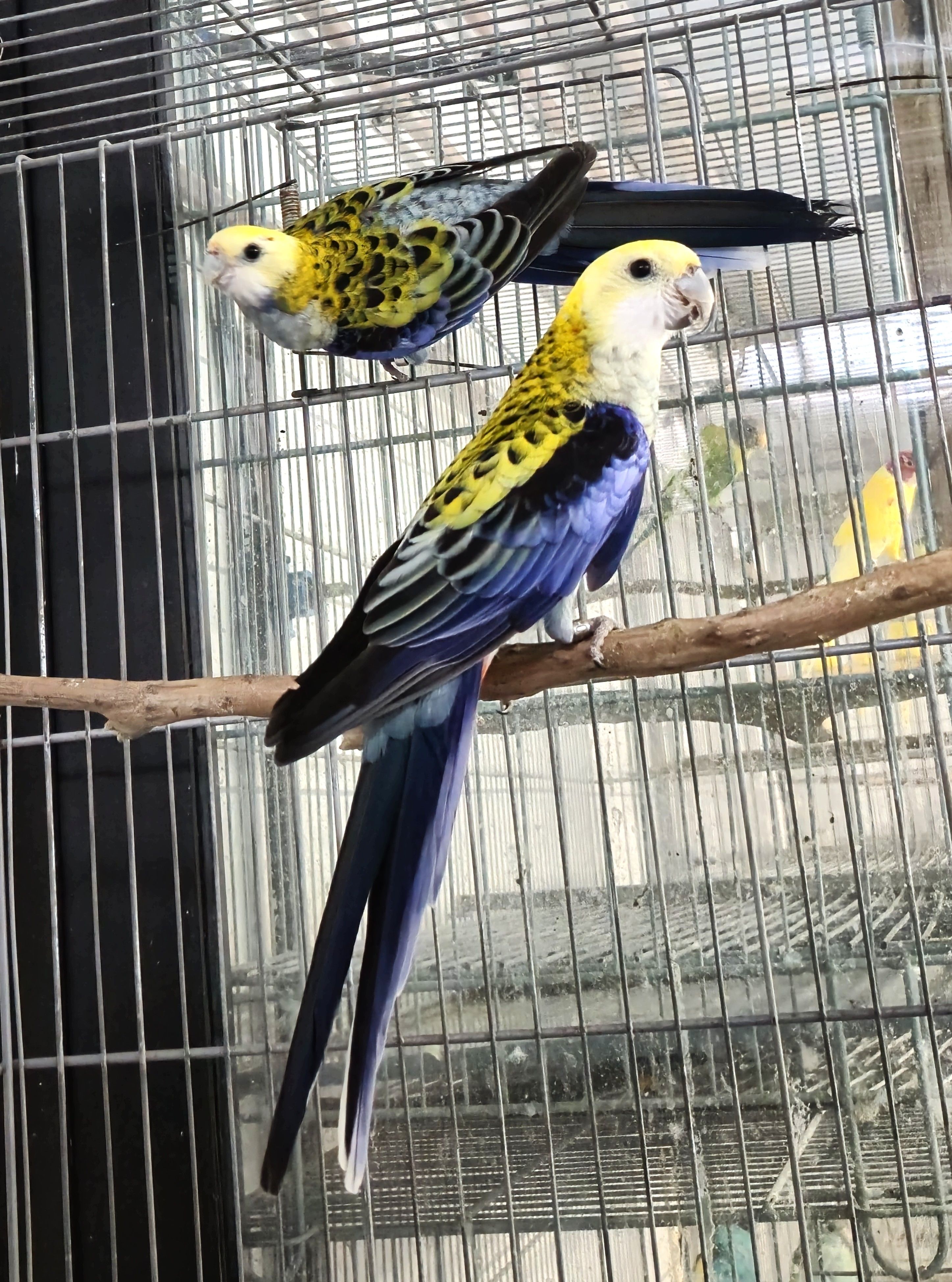 Casal Adscitus Adulto